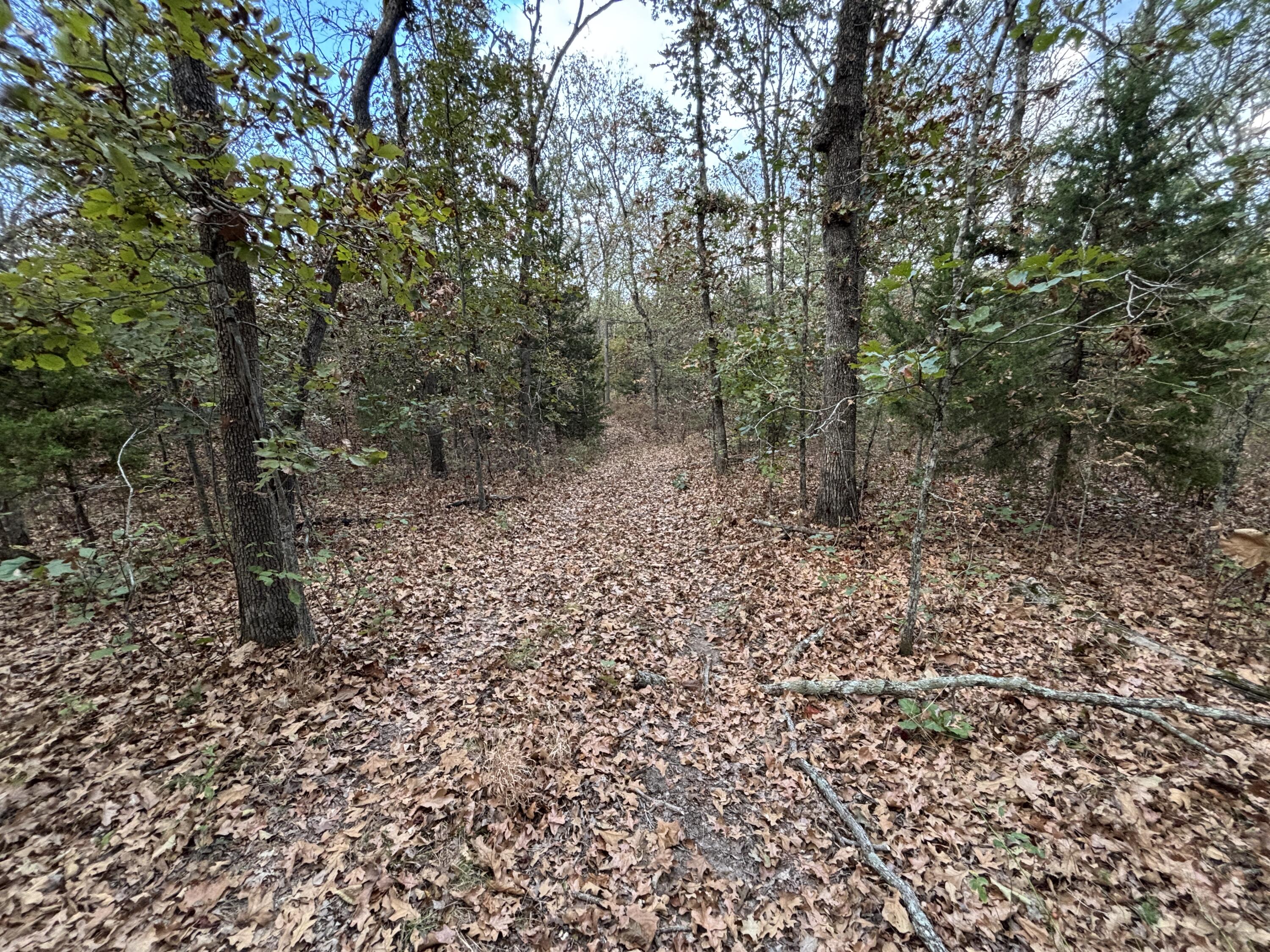 Photo 7 - Land for sale – Tbd  County Road 427   Cross Timbers, MO