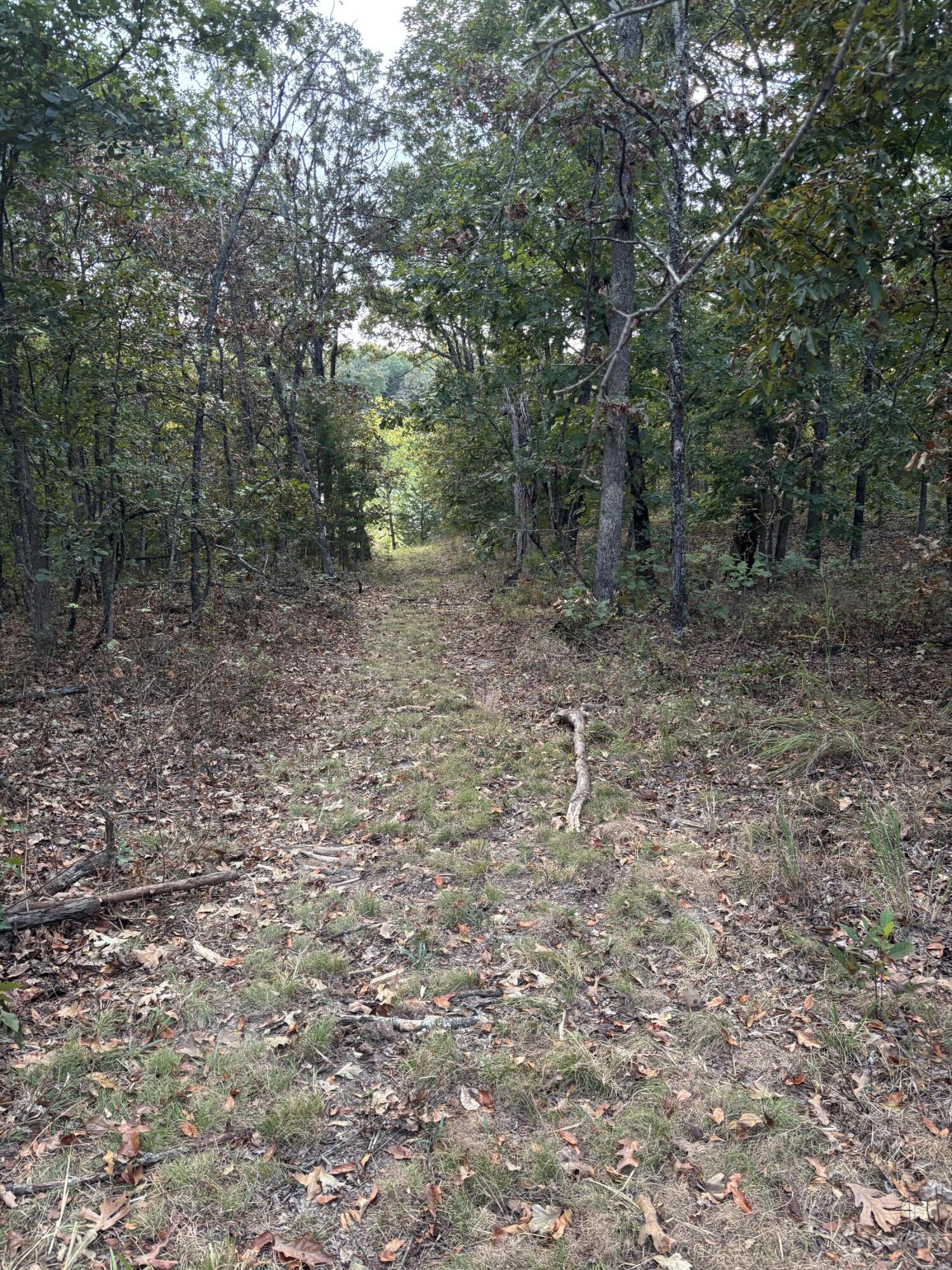 Photo 15 - Land for sale – Tbd  County Road 427   Cross Timbers, MO