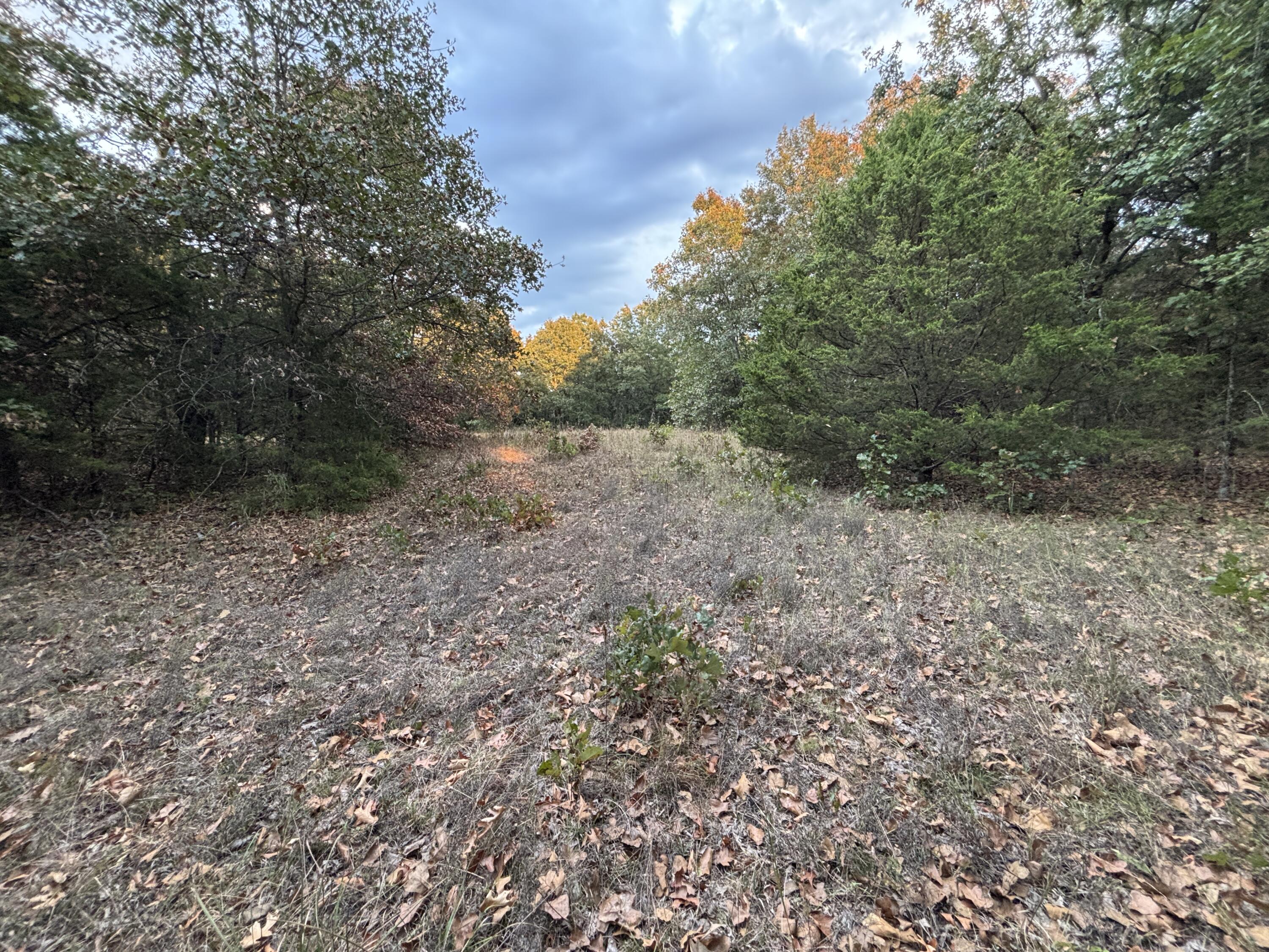 Photo 8 - Land for sale – Tbd  County Road 427   Cross Timbers, MO