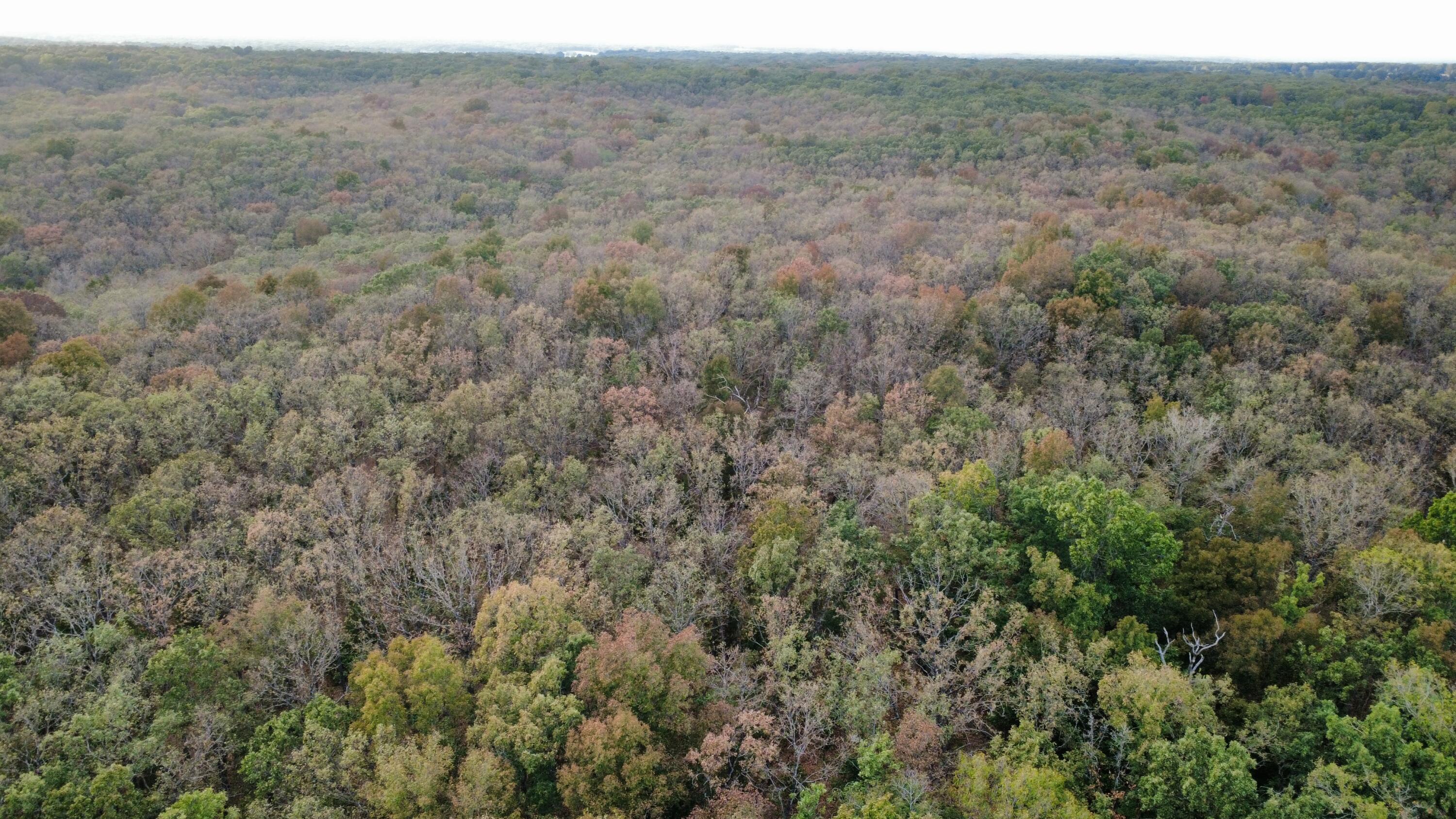 Photo 3 - Land for sale – Tbd  County Road 427   Cross Timbers, MO