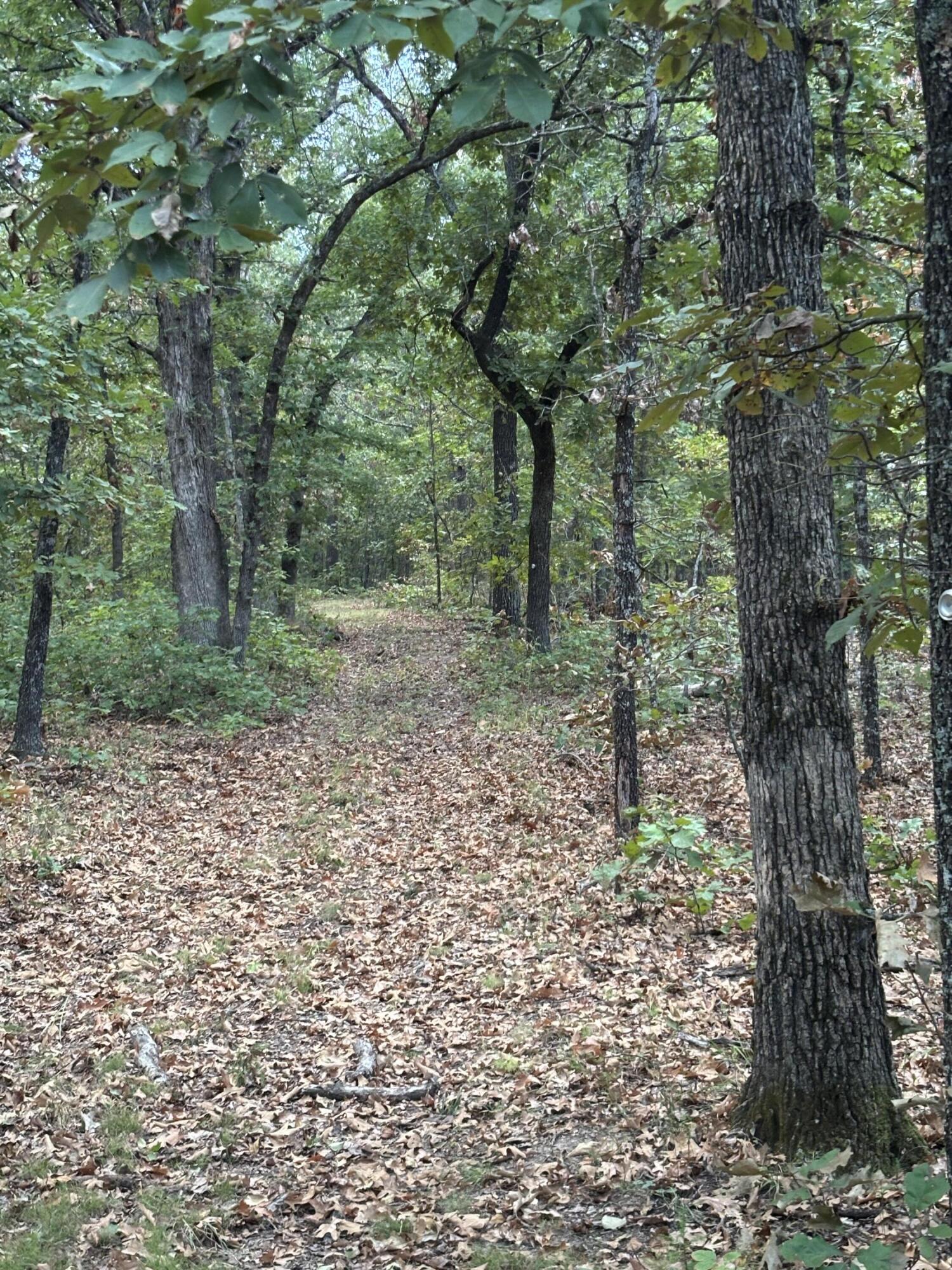 Photo 21 - Land for sale – Tbd  County Road 427   Cross Timbers, MO