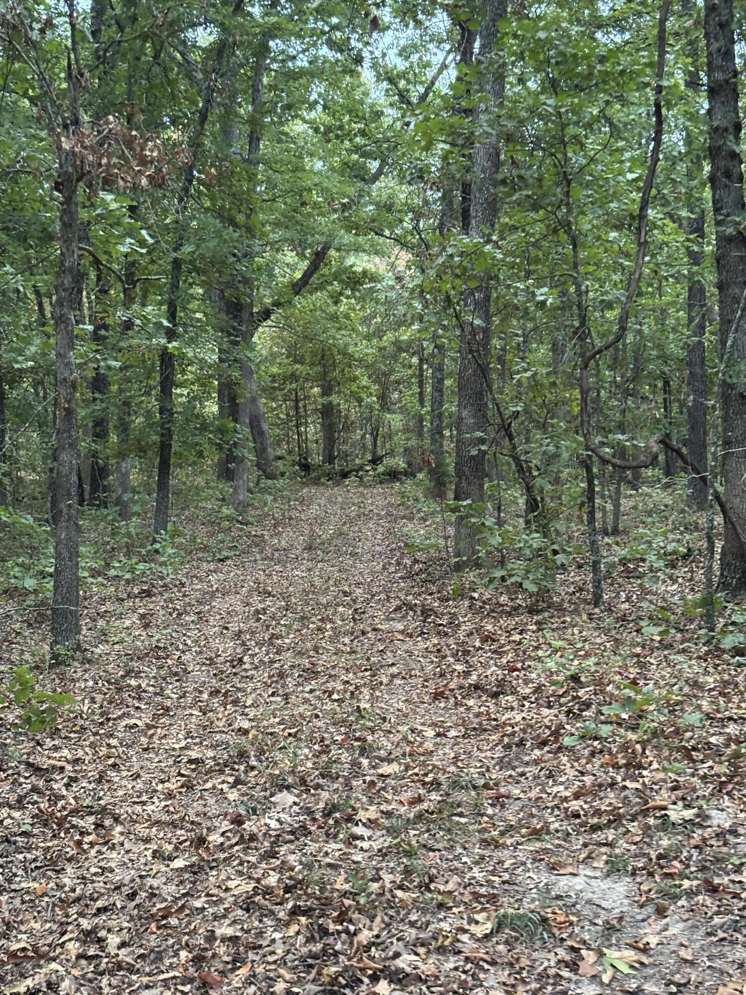 Photo 20 - Land for sale – Tbd  County Road 427   Cross Timbers, MO