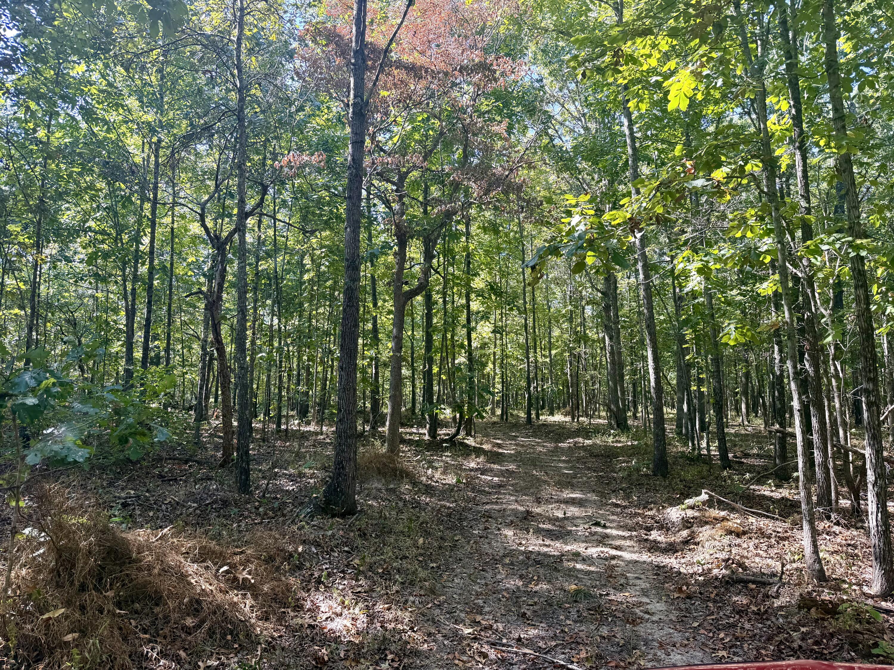 Photo 2 - Land for sale – 196  Forest Rd 9673   Fremont, MO