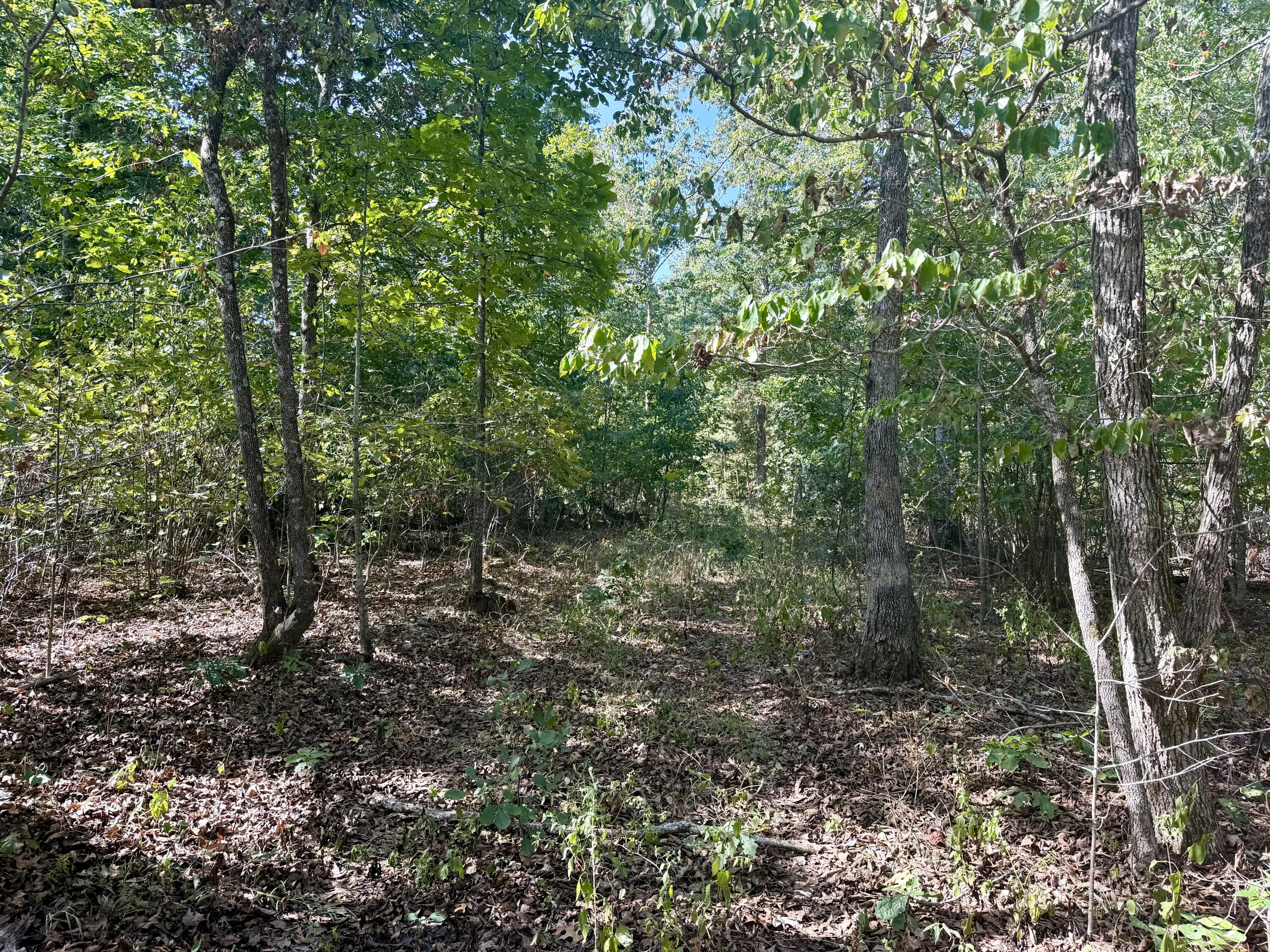 Photo 4 - Land for sale – 196  Forest Rd 9673   Fremont, MO