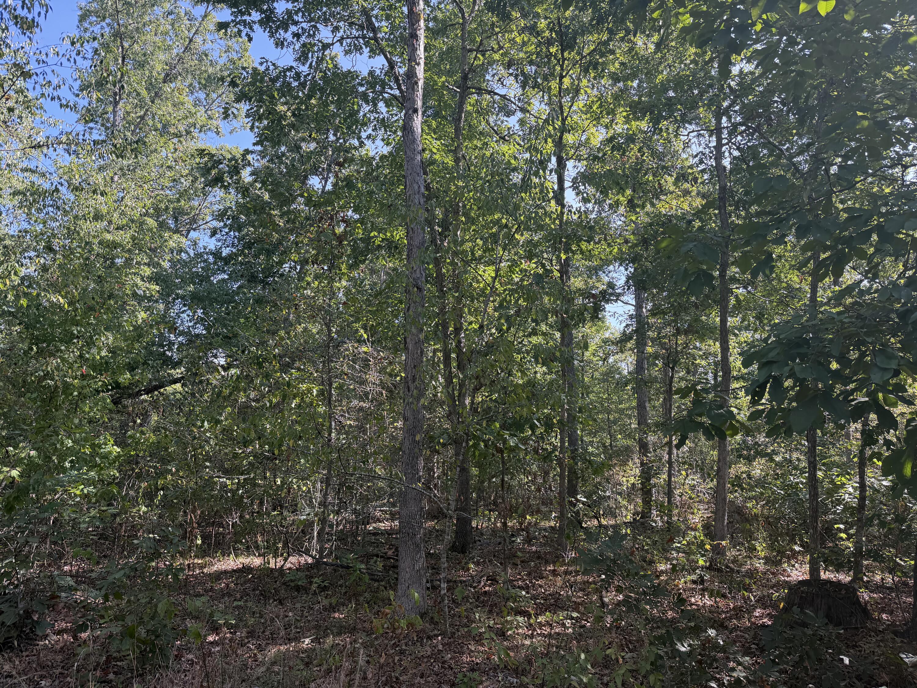 Photo 5 - Land for sale – 196  Forest Rd 9673   Fremont, MO