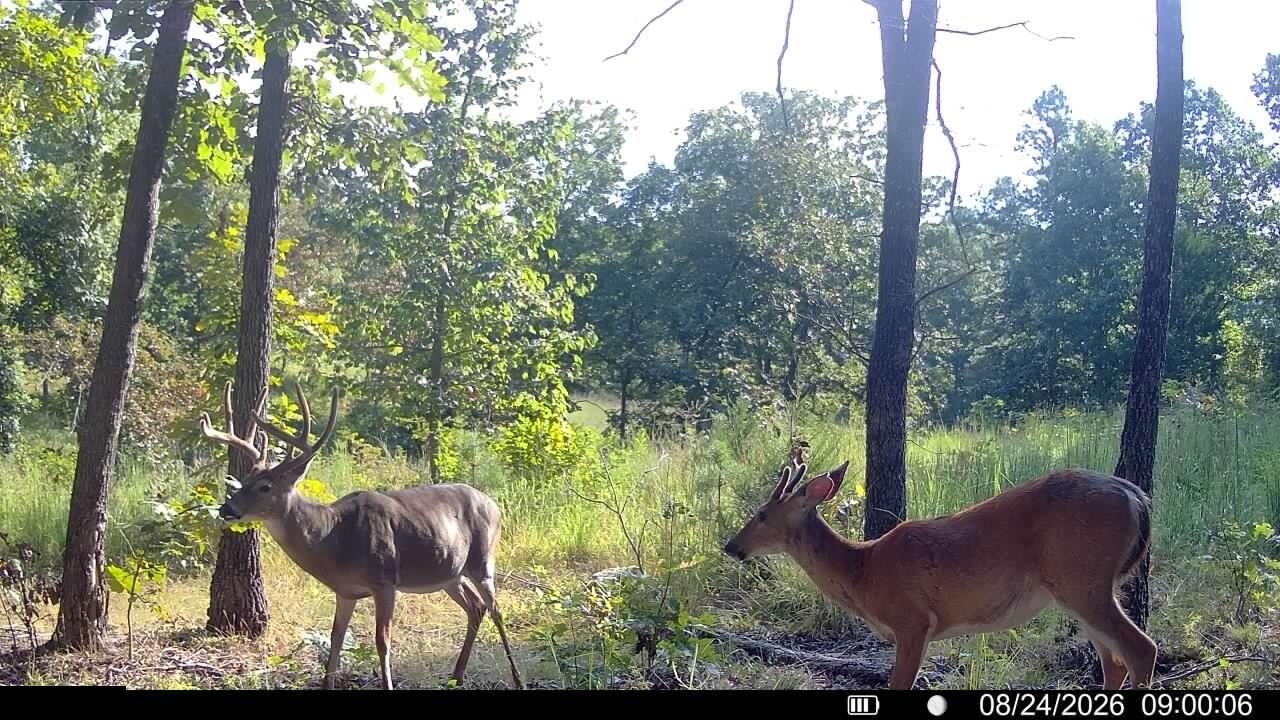 Photo 3 - Land for sale – 000  County Road Ww-A   Summersville, MO