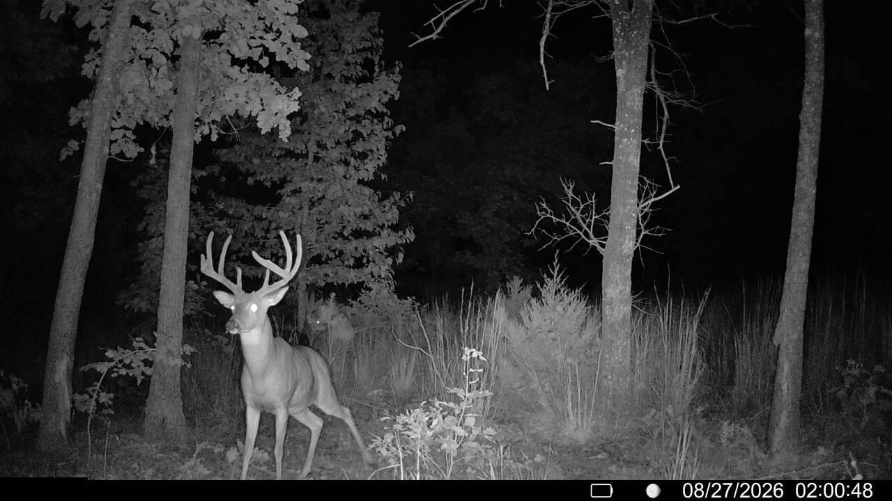 Photo 13 - Land for sale – 000  County Road Ww-A   Summersville, MO