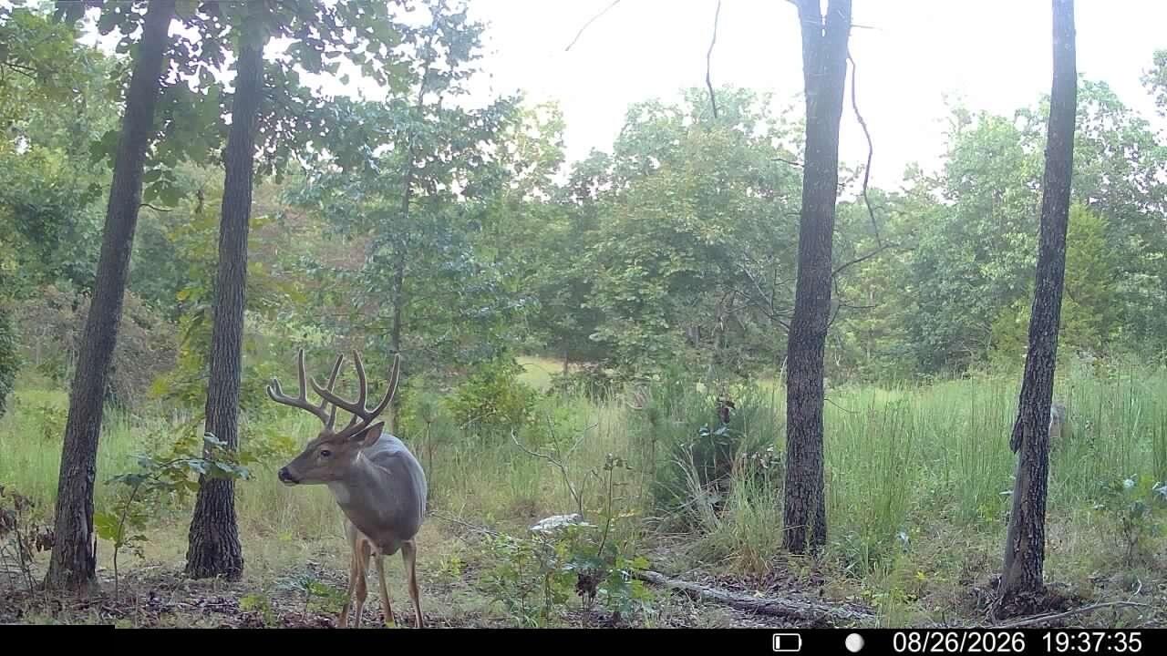 Photo 14 - Land for sale – 000  County Road Ww-A   Summersville, MO