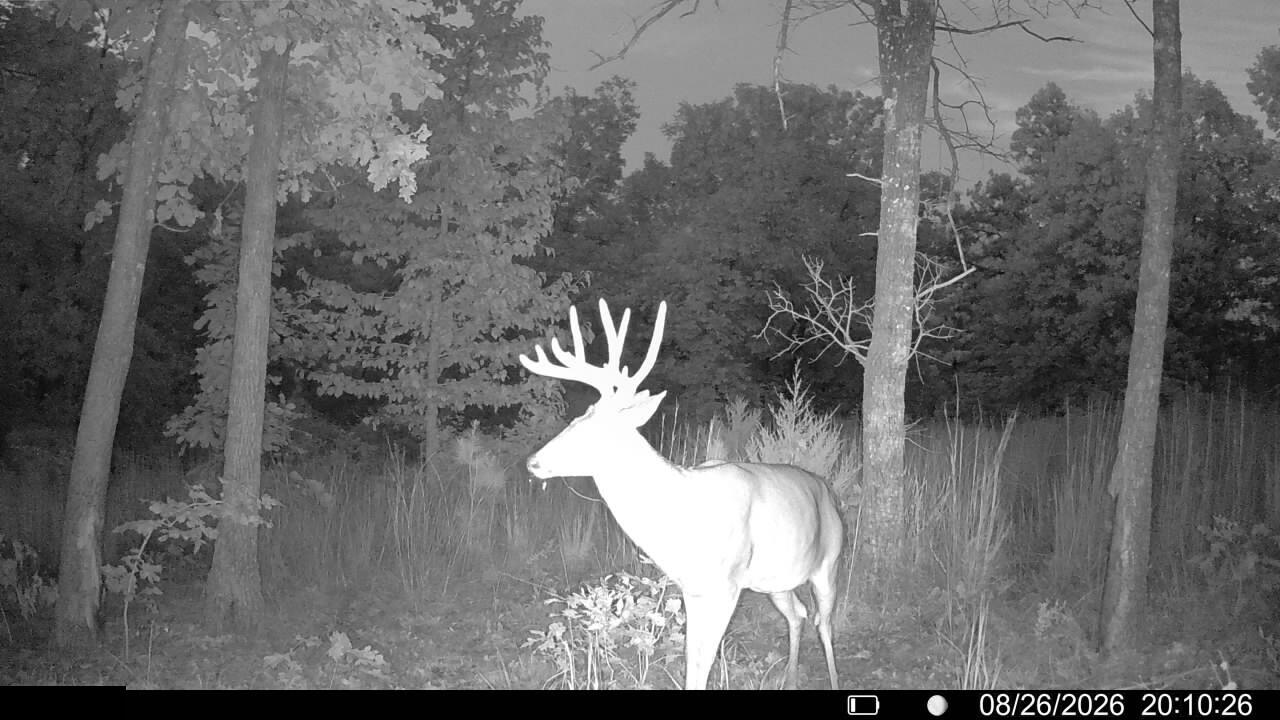 Photo 6 - Land for sale – 000  County Road Ww-A   Summersville, MO