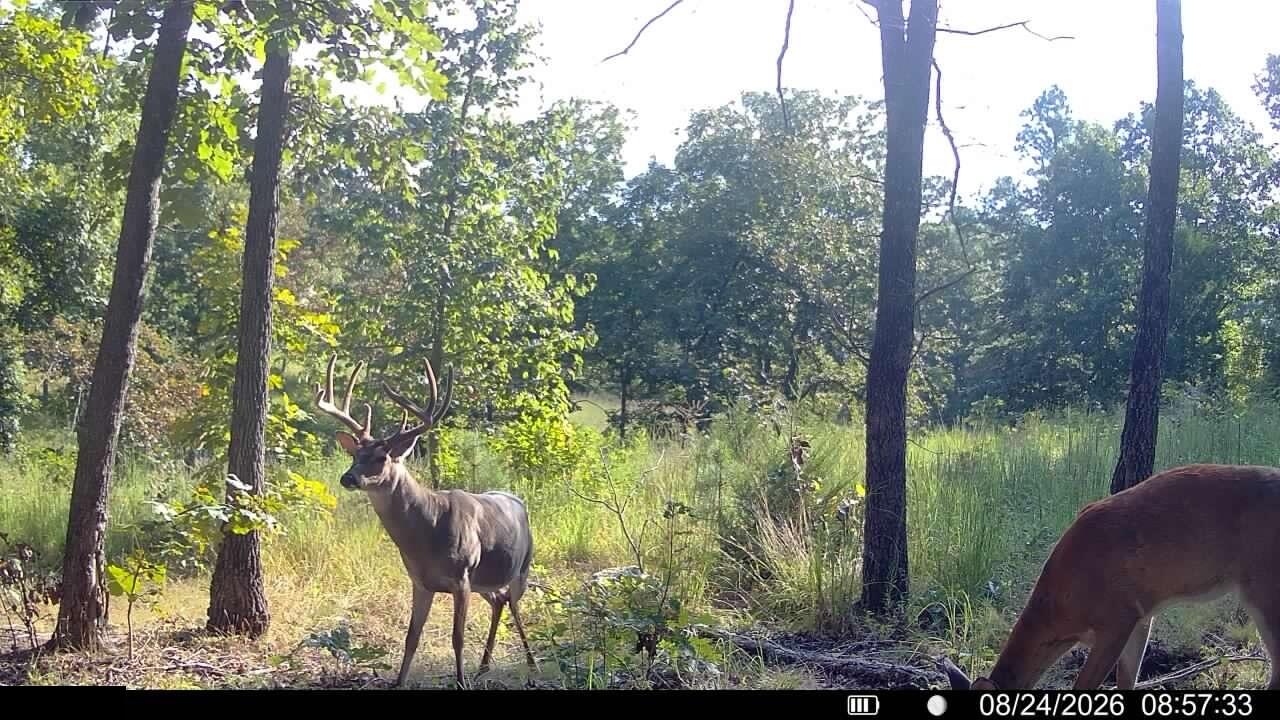 Photo 11 - Land for sale – 000  County Road Ww-A   Summersville, MO