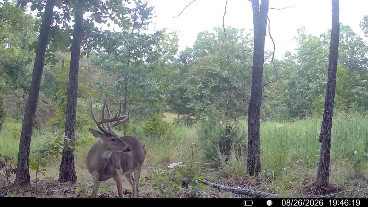 Photo 7 - Land for sale – 000  County Road Ww-A   Summersville, MO