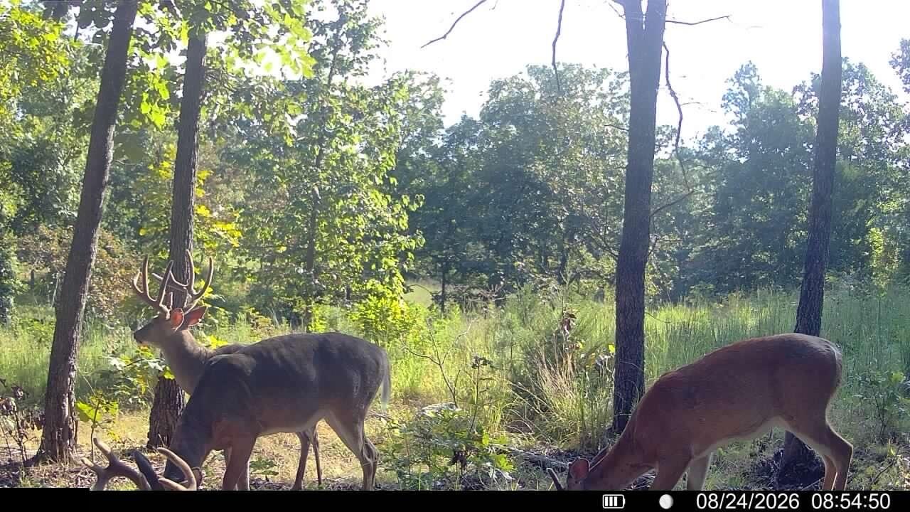 Photo 9 - Land for sale – 000  County Road Ww-A   Summersville, MO