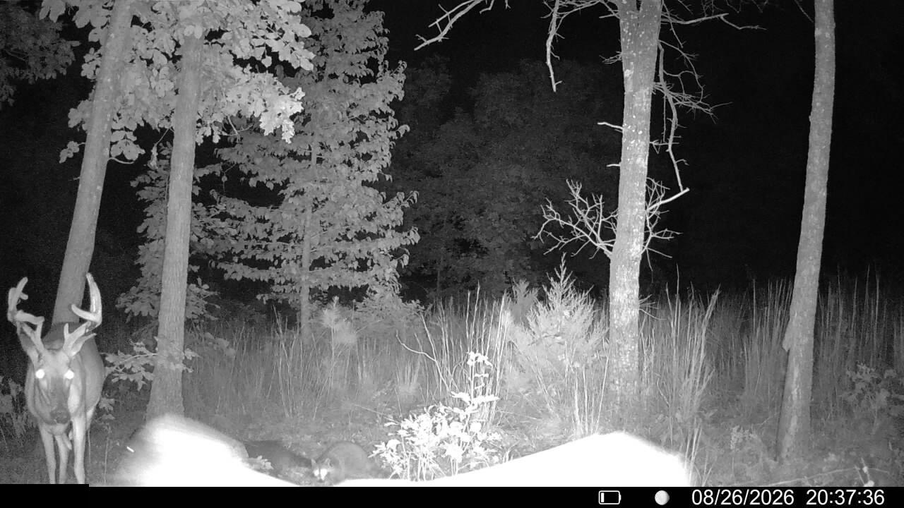 Photo 4 - Land for sale – 000  County Road Ww-A   Summersville, MO