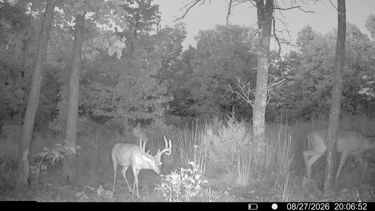 Photo 10 - Land for sale – 000  County Road Ww-A   Summersville, MO
