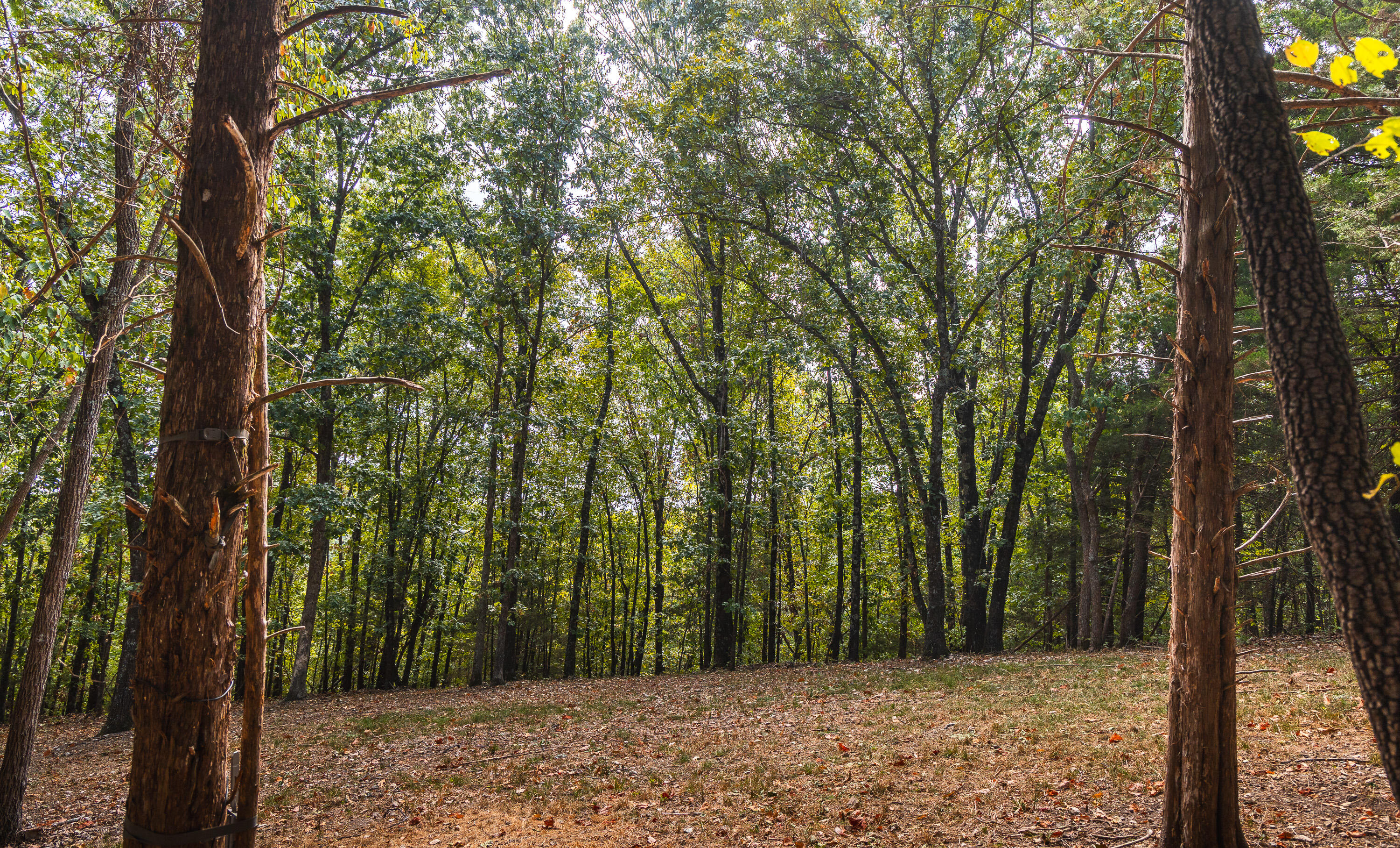 Photo 32 - Land for sale – 1190  Us Highway 160   Reeds Spring, MO
