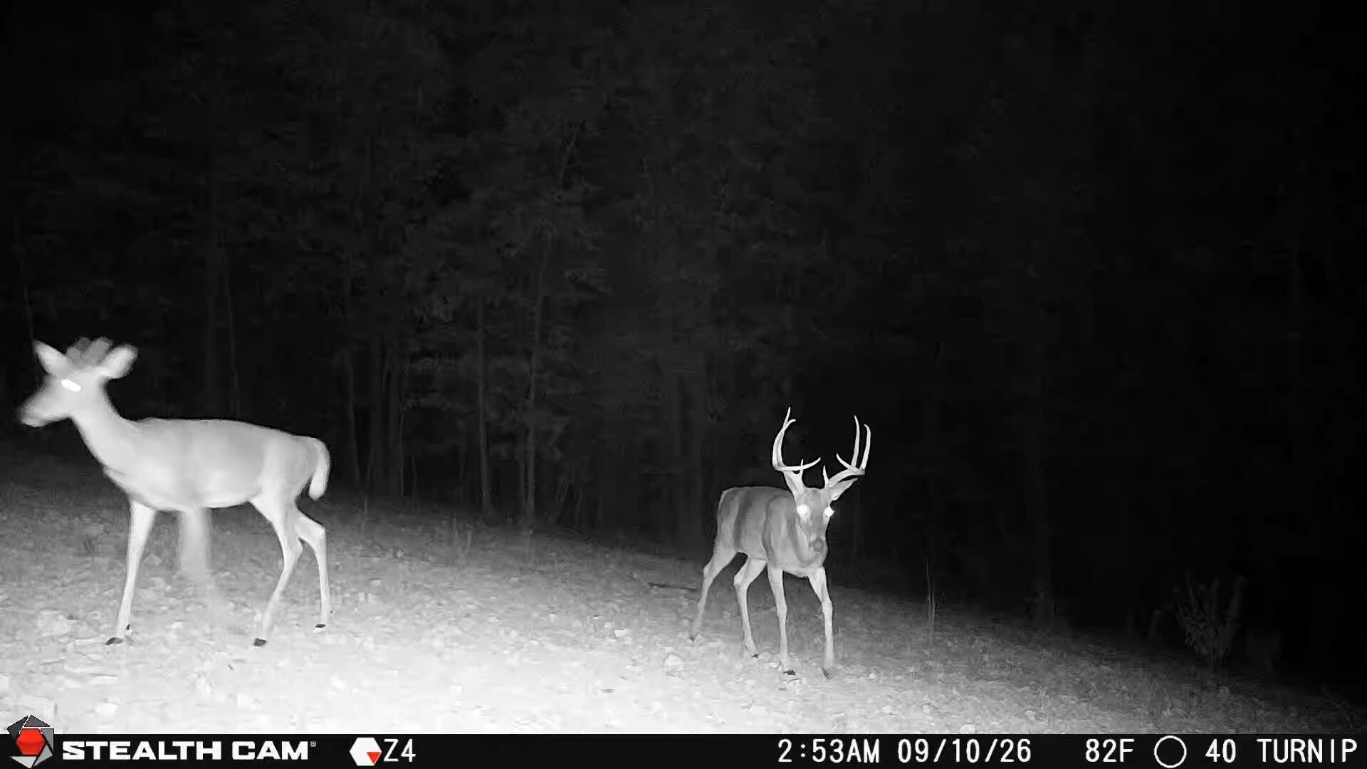 Photo 15 - Land for sale – 1190  Us Highway 160   Reeds Spring, MO
