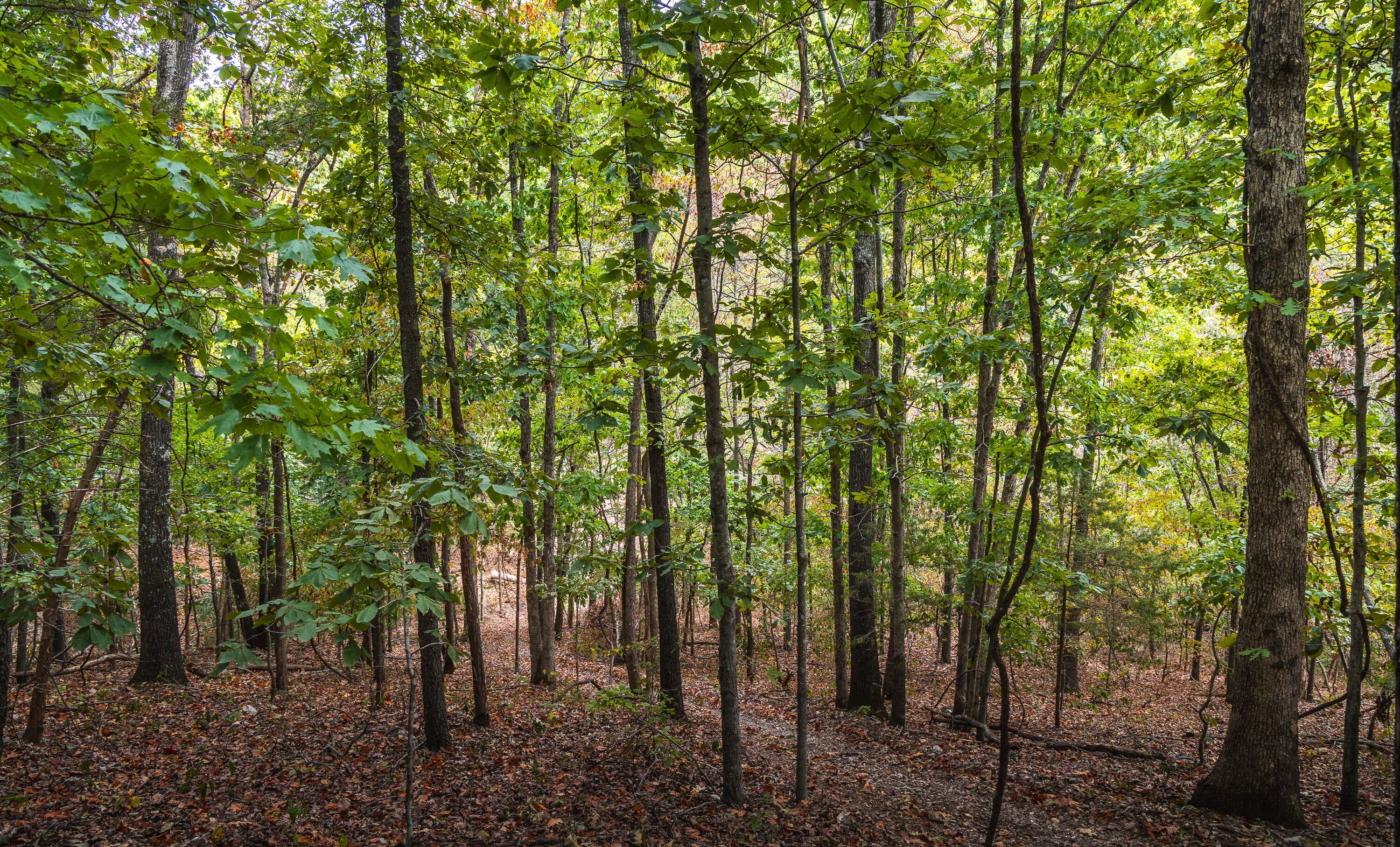 Photo 33 - Land for sale – 1190  Us Highway 160   Reeds Spring, MO