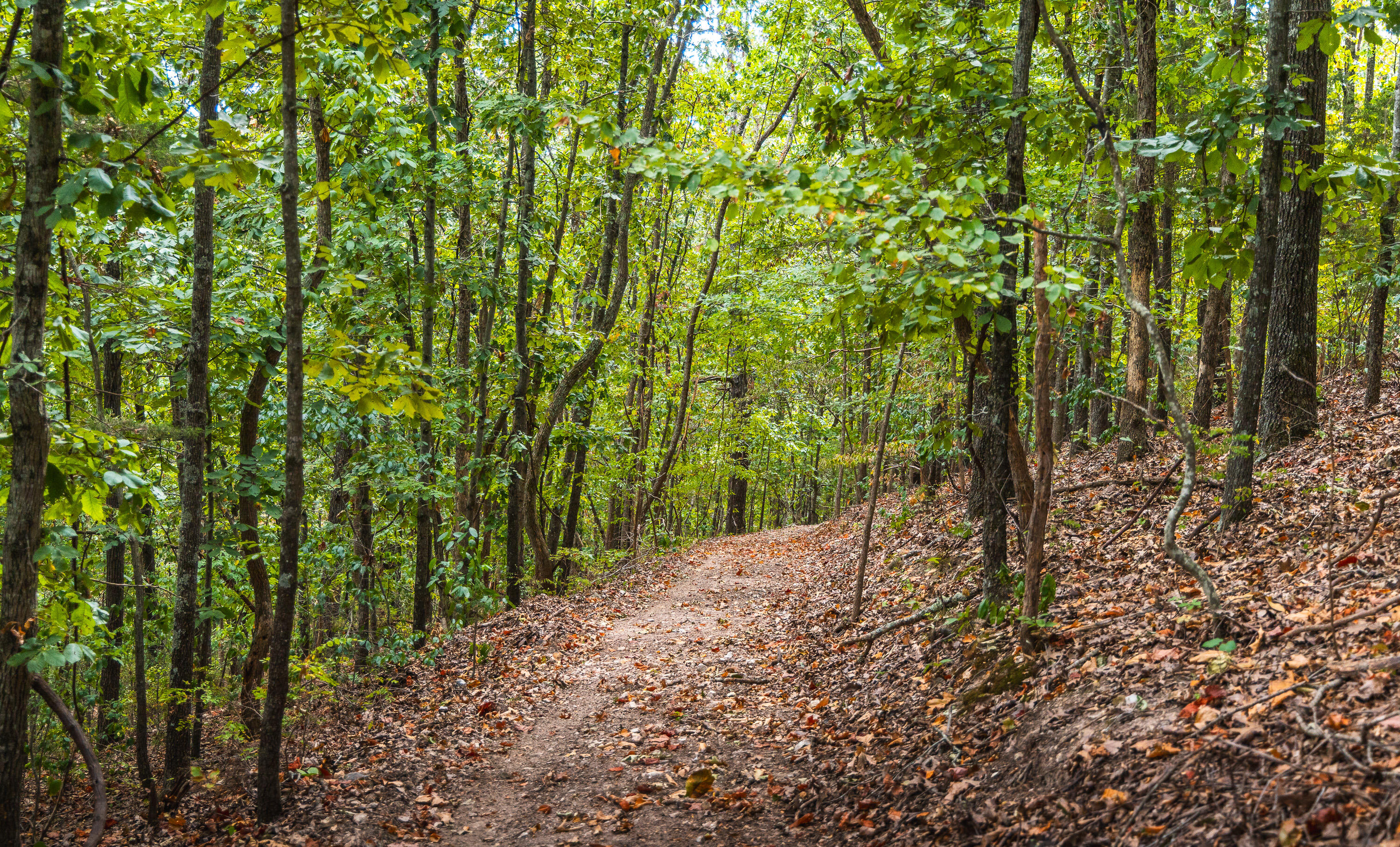 Photo 37 - Land for sale – 1190  Us Highway 160   Reeds Spring, MO