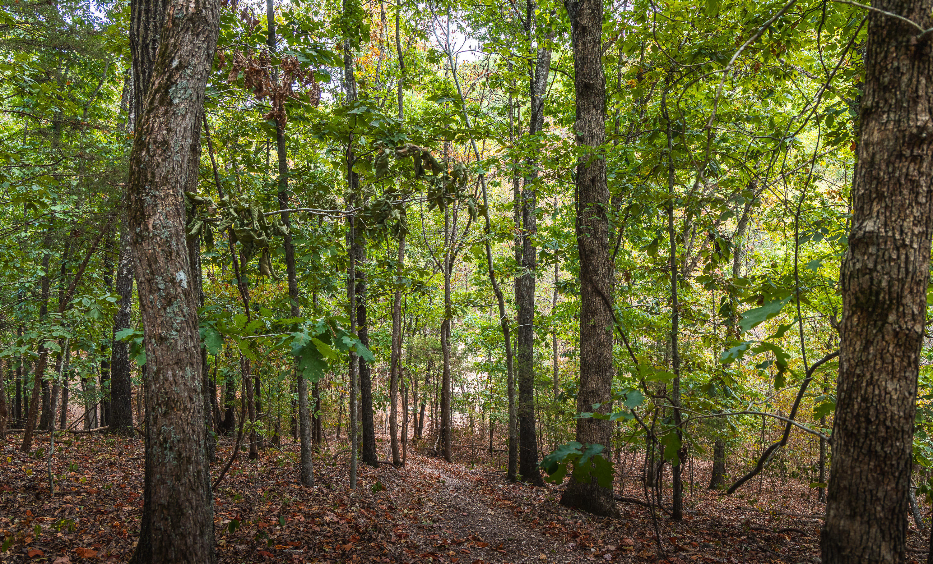 Photo 34 - Land for sale – 1190  Us Highway 160   Reeds Spring, MO