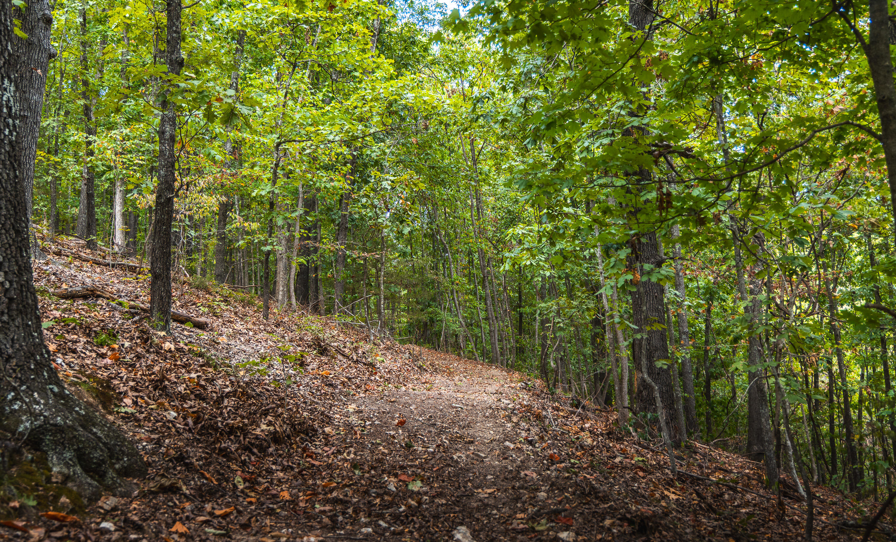 Photo 35 - Land for sale – 1190  Us Highway 160   Reeds Spring, MO