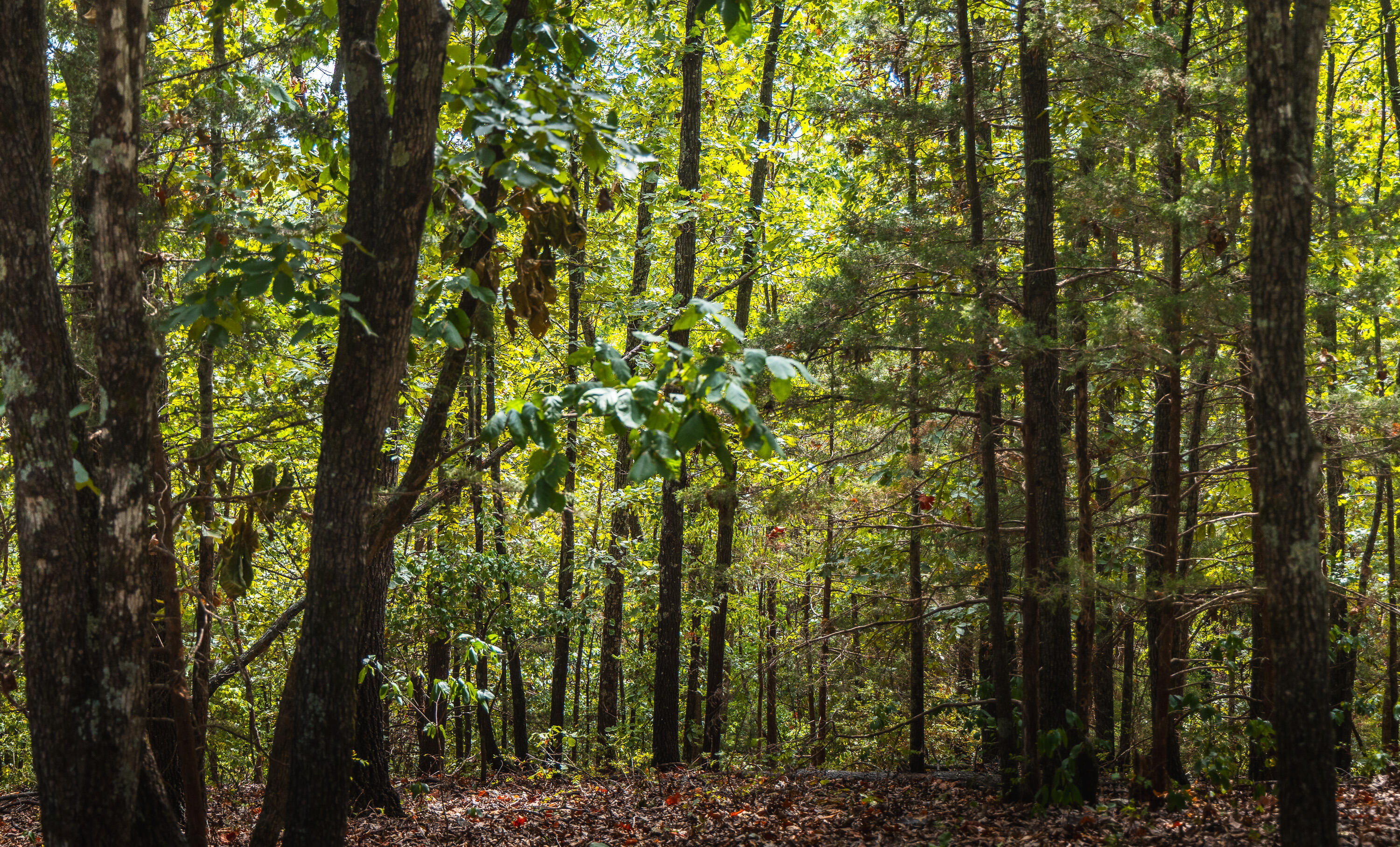 Photo 22 - Land for sale – 1190  Us Highway 160   Reeds Spring, MO