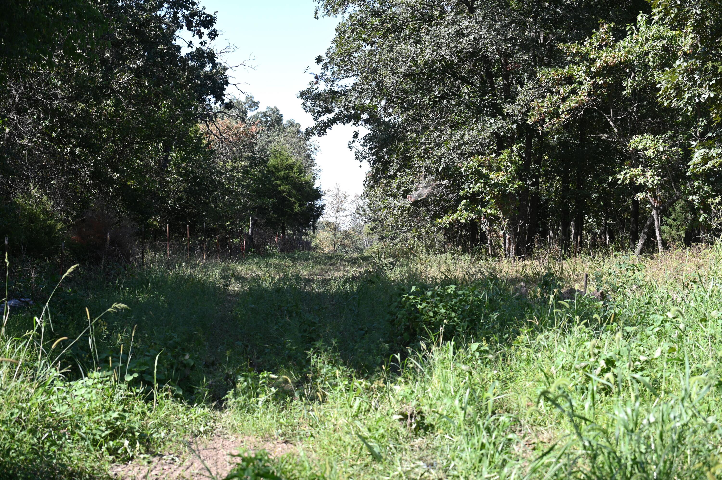 Photo 8 - Land for sale – Tbd  County Road Nn   Sheldon, MO
