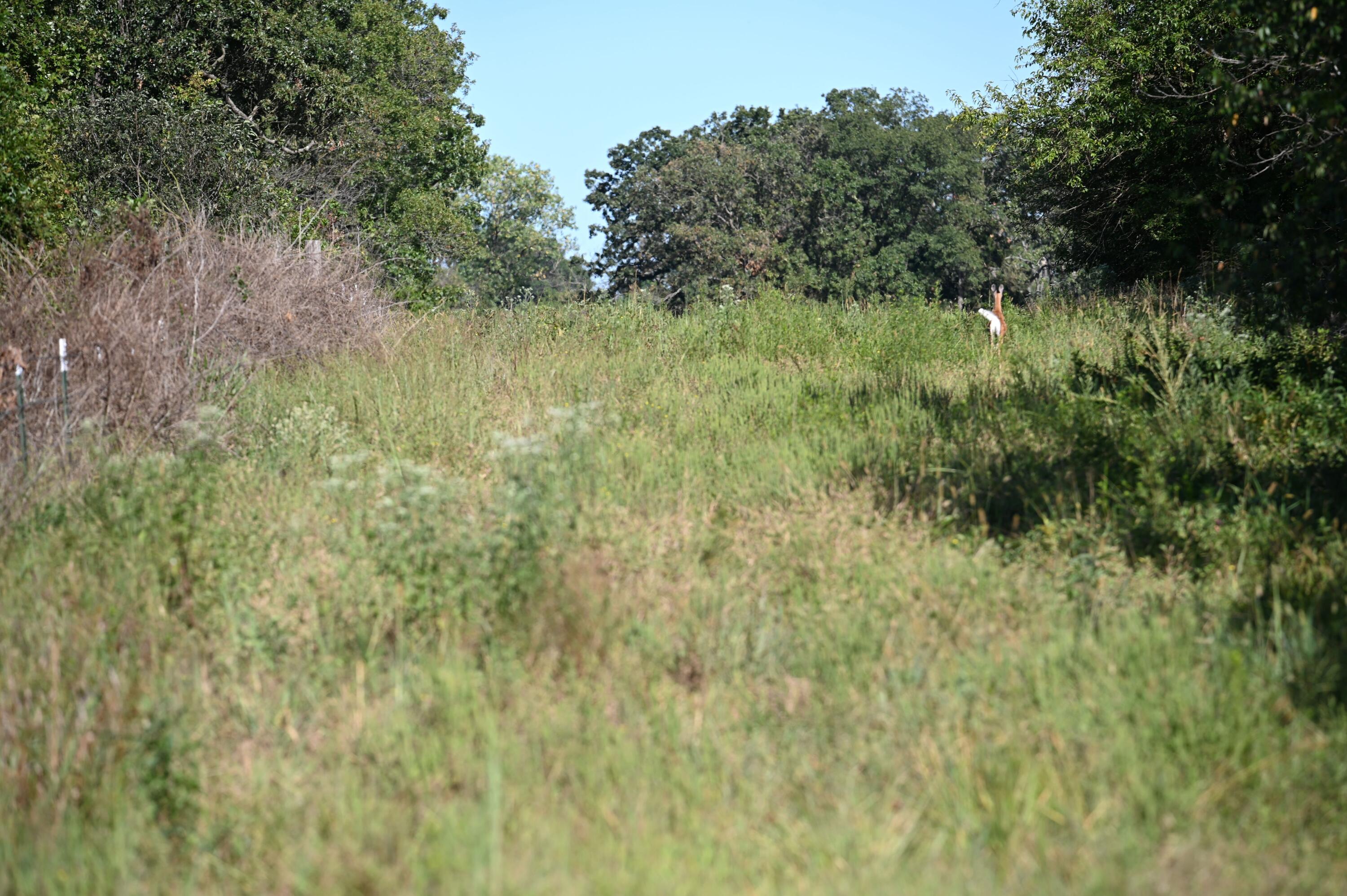 Photo 11 - Land for sale – Tbd  County Road Nn   Sheldon, MO
