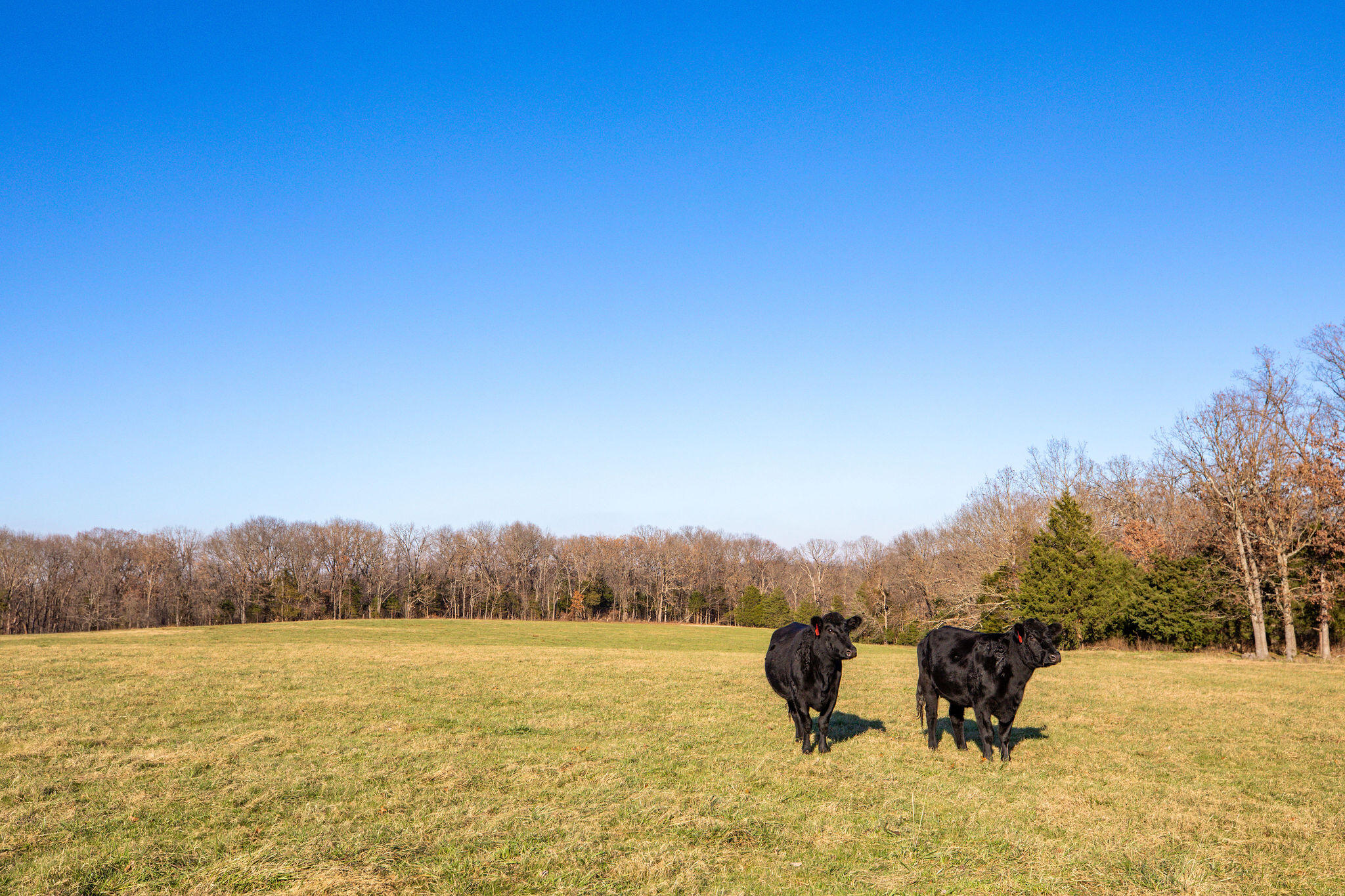Photo 21 - Farm for sale – Tbd  Honeysuckle Lane   Oak Grove, AR