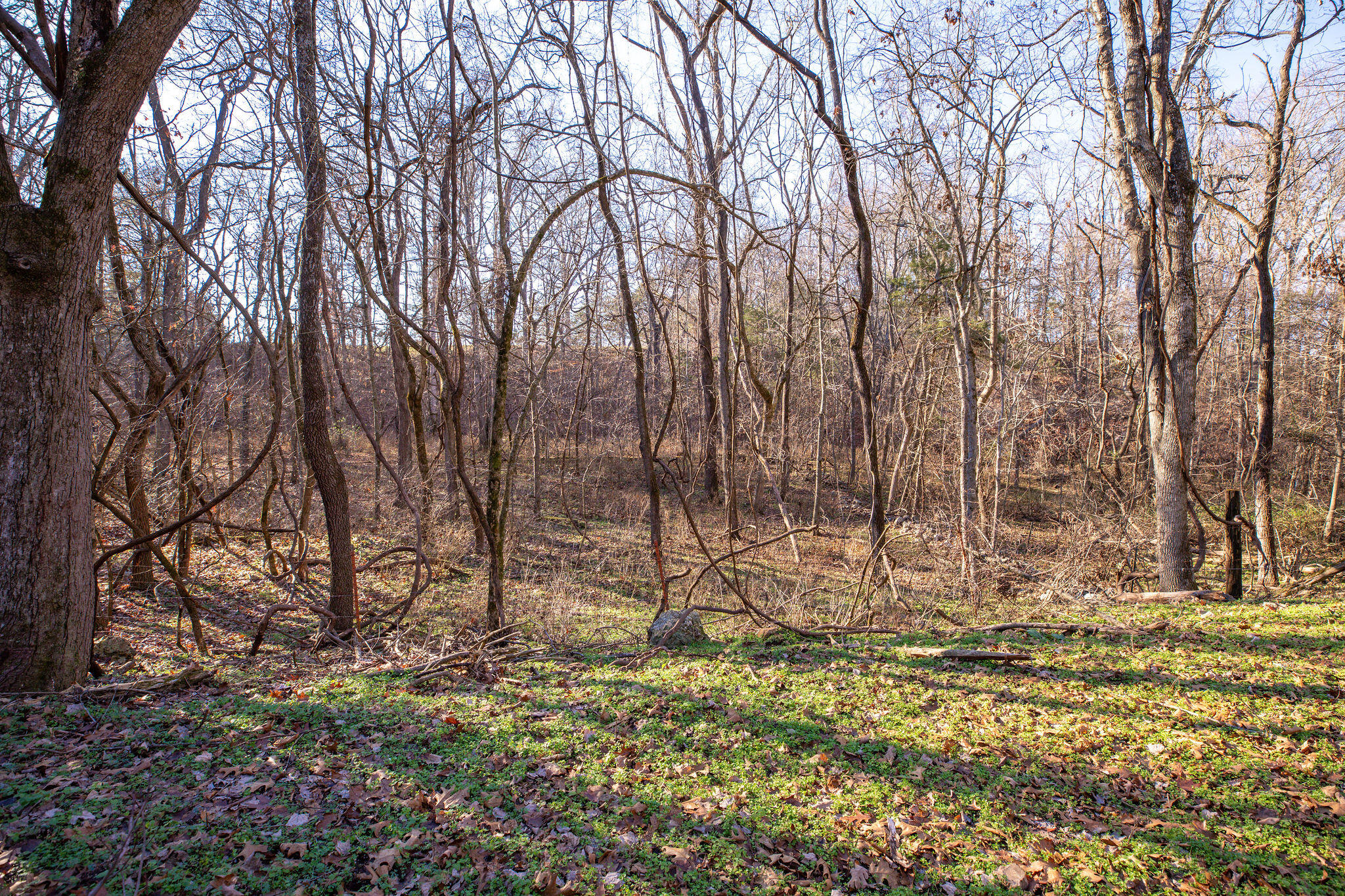 Photo 13 - Farm for sale – Tbd  Honeysuckle Lane   Oak Grove, AR