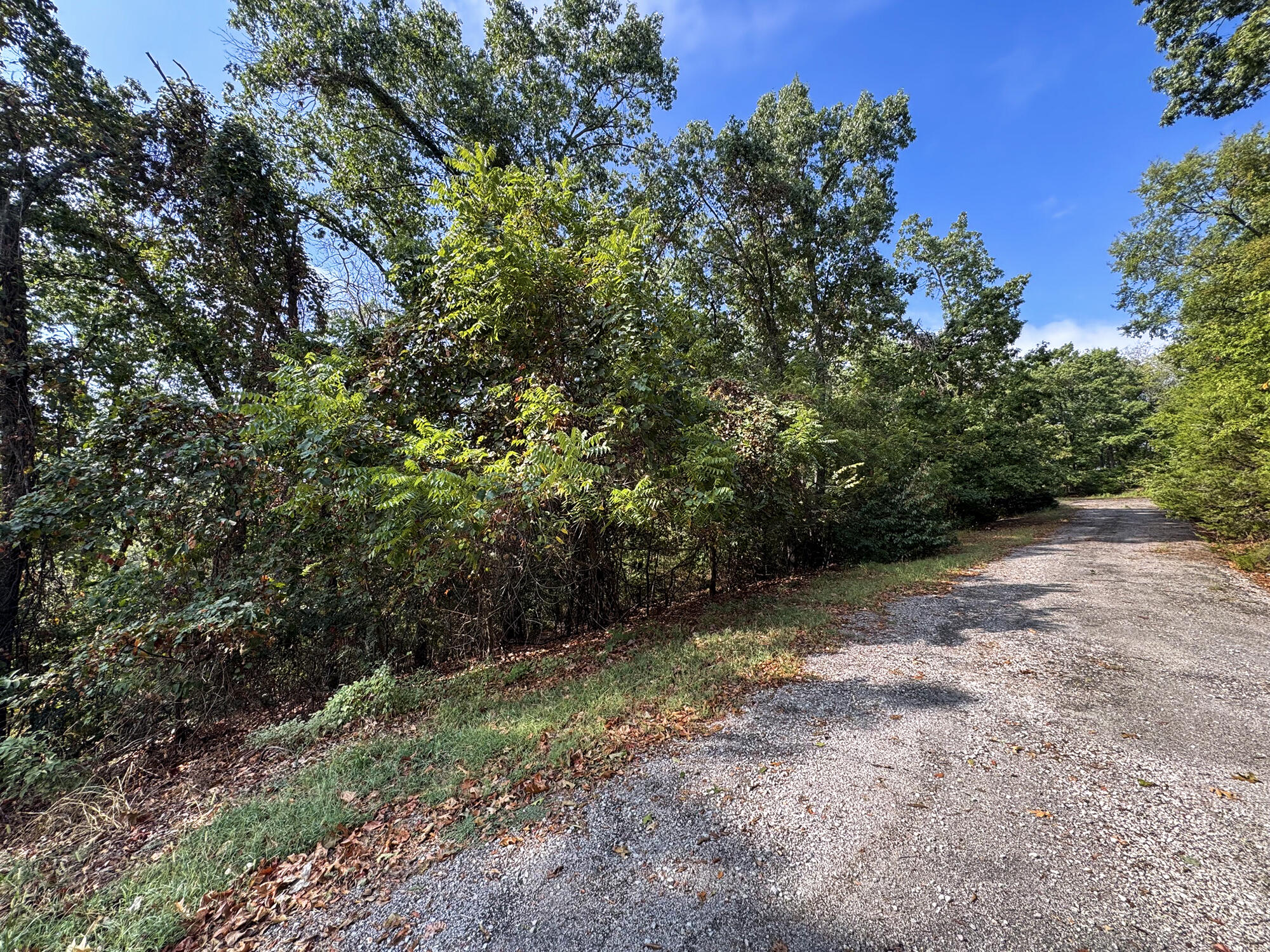 Photo 8 - Land for sale – 88  Lazarus Road  Reeds Spring, MO
