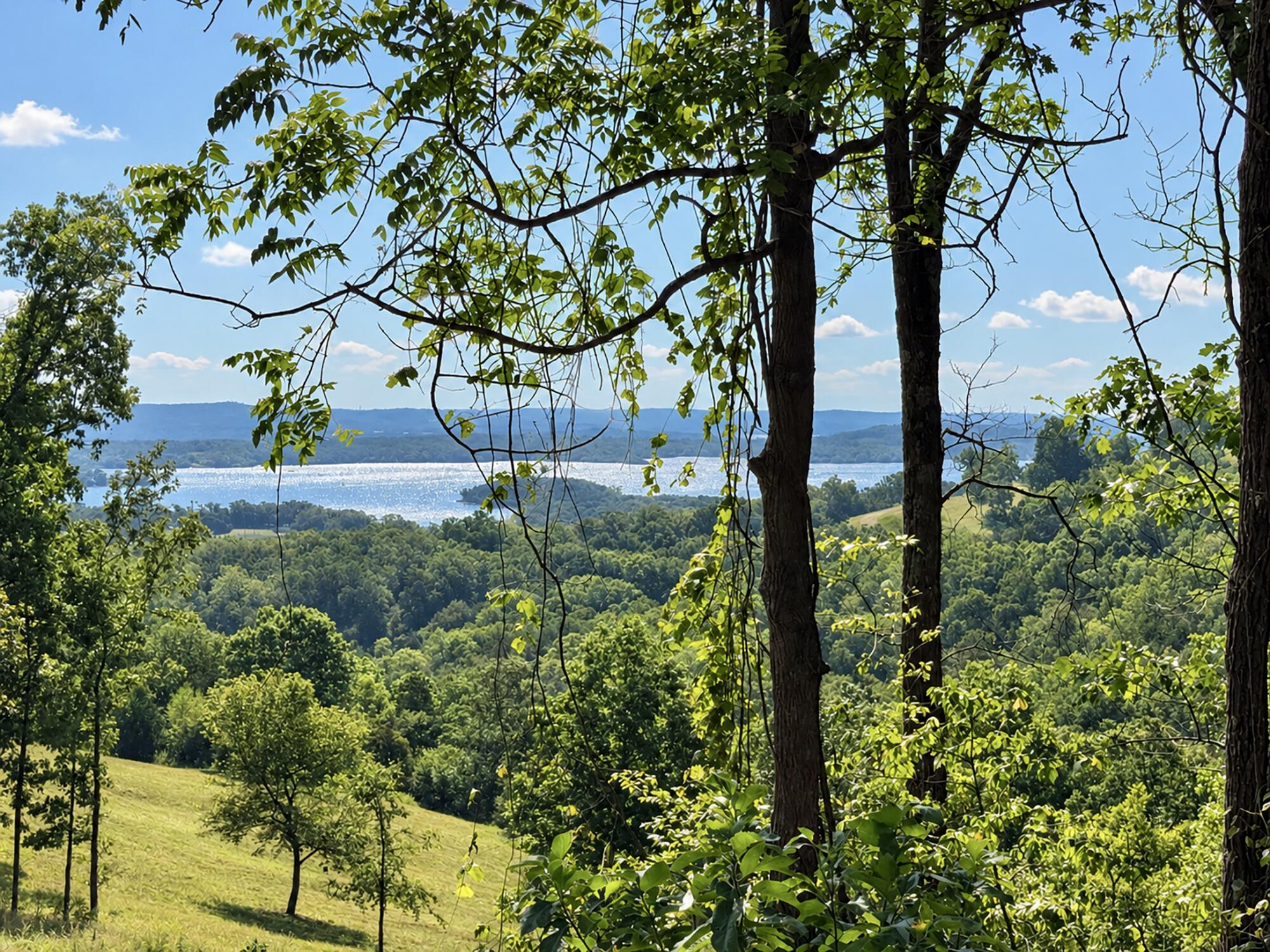 Photo 16 - Land for sale – 88  Lazarus Road  Reeds Spring, MO