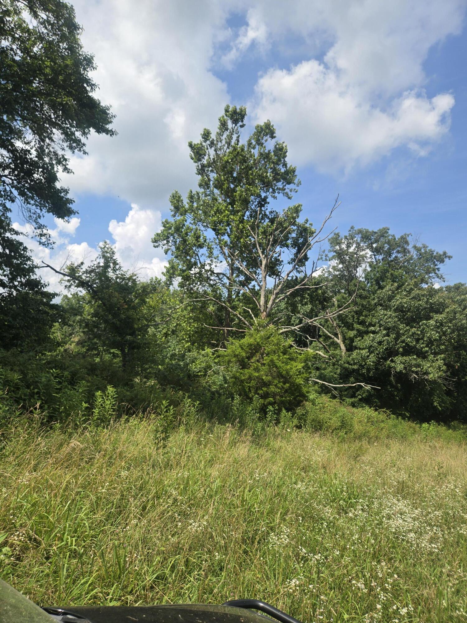 Photo 39 - Land for sale – 0000  Reaves Road  Mountain Grove, MO