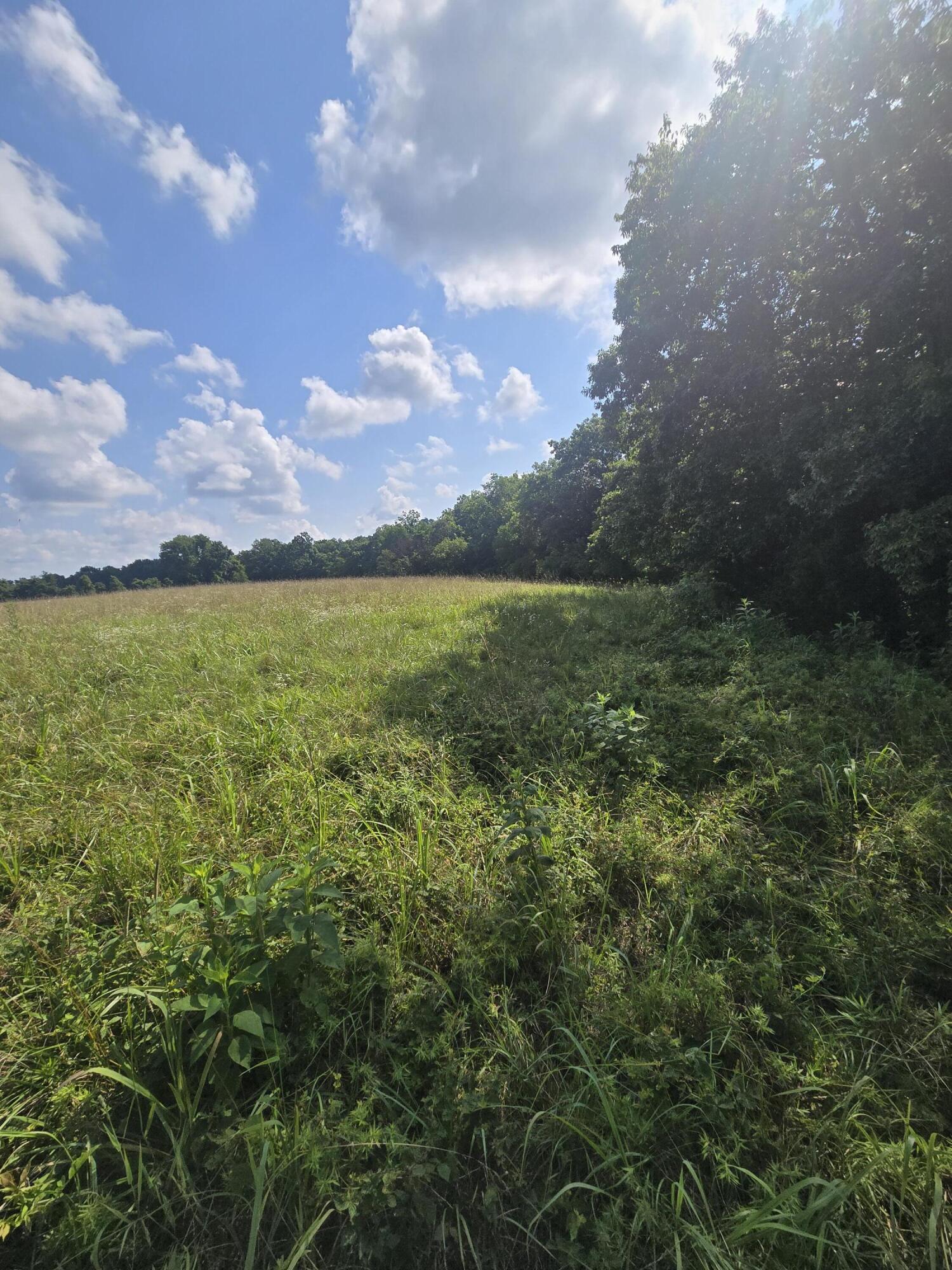 Photo 4 - Land for sale – 0000  Reaves Road  Mountain Grove, MO