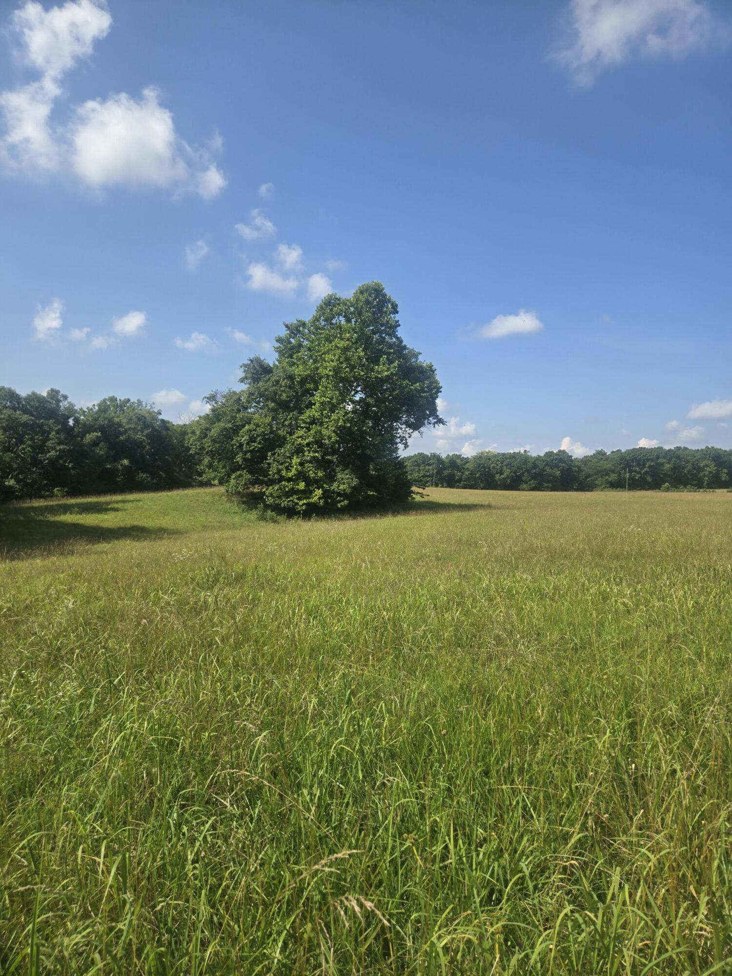 Photo 16 - Land for sale – 0000  Reaves Road  Mountain Grove, MO
