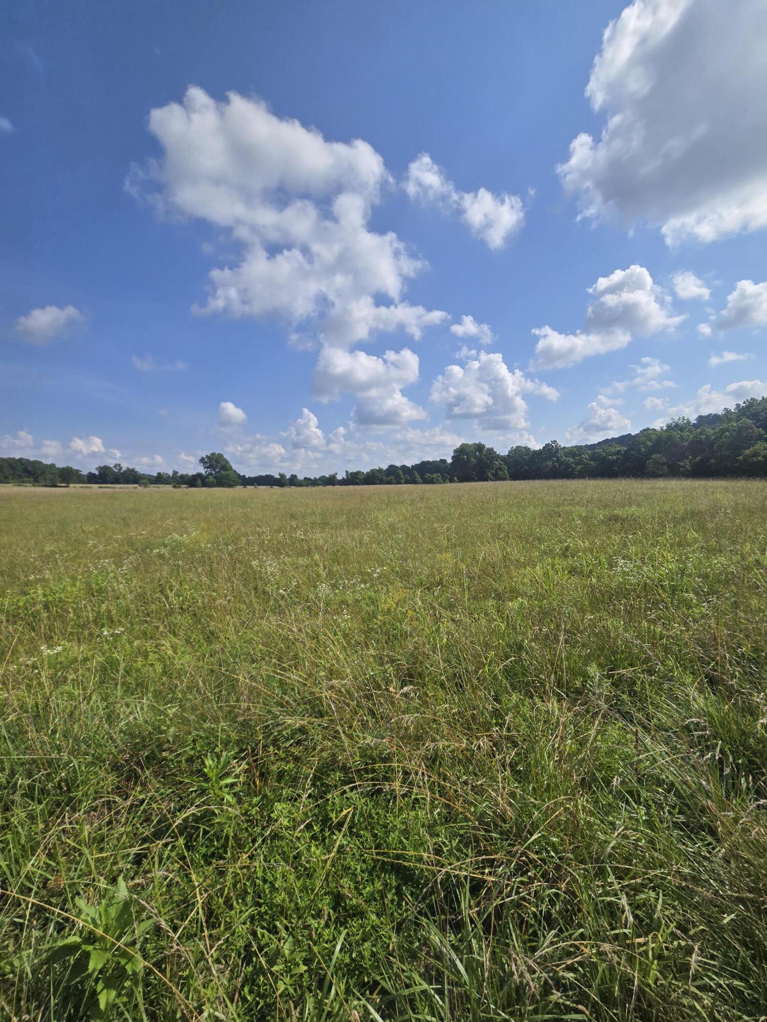 Photo 5 - Land for sale – 0000  Reaves Road  Mountain Grove, MO