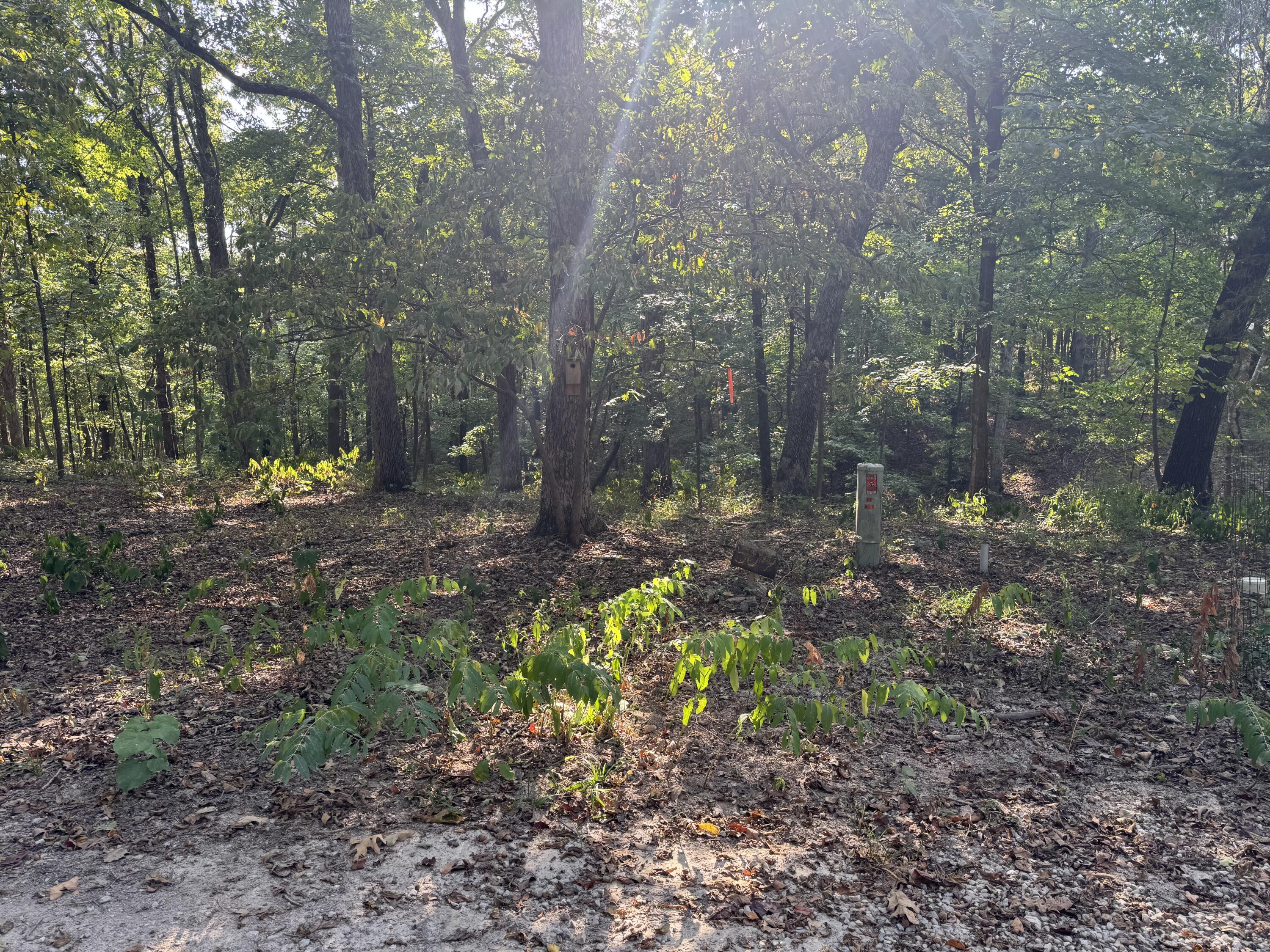 Photo 2 - Land for sale – Xxxx  Coyote Ridge Road  Cassville, MO