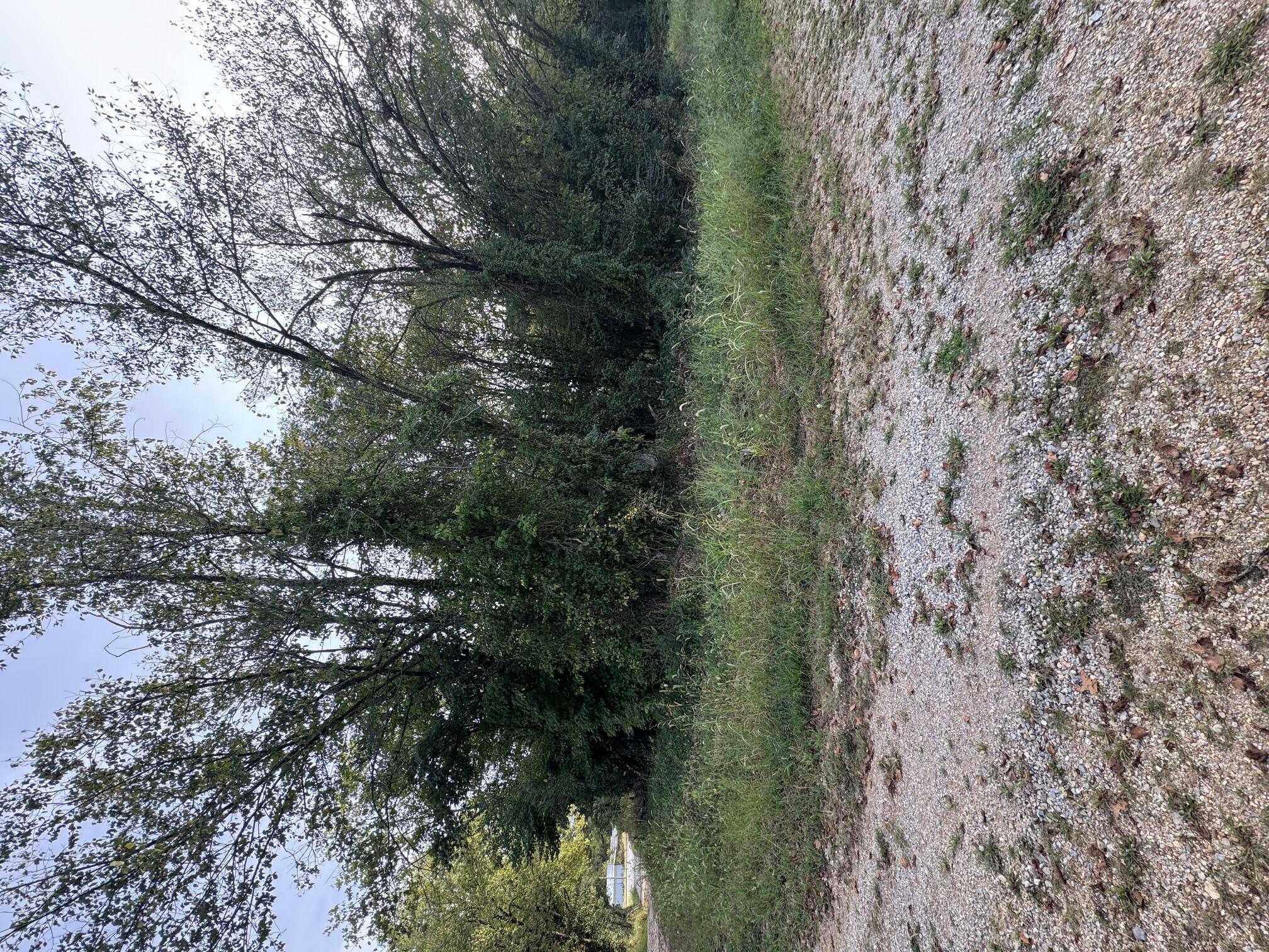 Land for sale – 000  County Road 203   Couch, MO