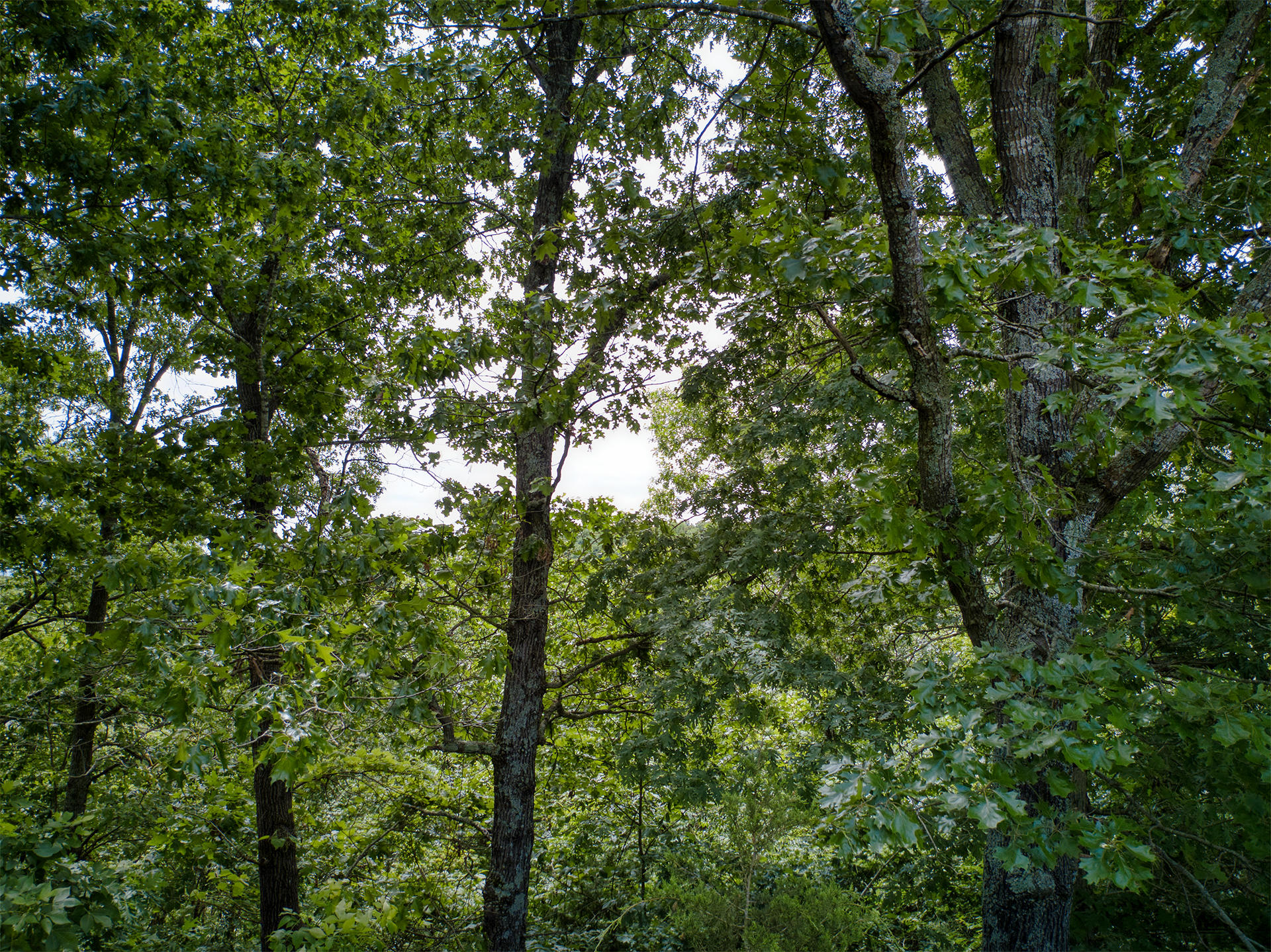 Photo 8 - Land for sale – 000  Fox Hollow Dr/Lot 86   Shell Knob, MO