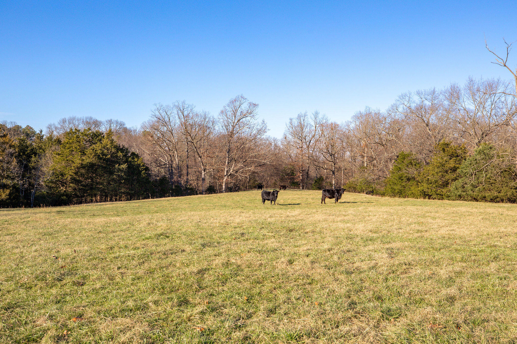 Photo 24 - Farm for sale – Tbd  Honeysuckle & County Road 433   Oak Grove, AR