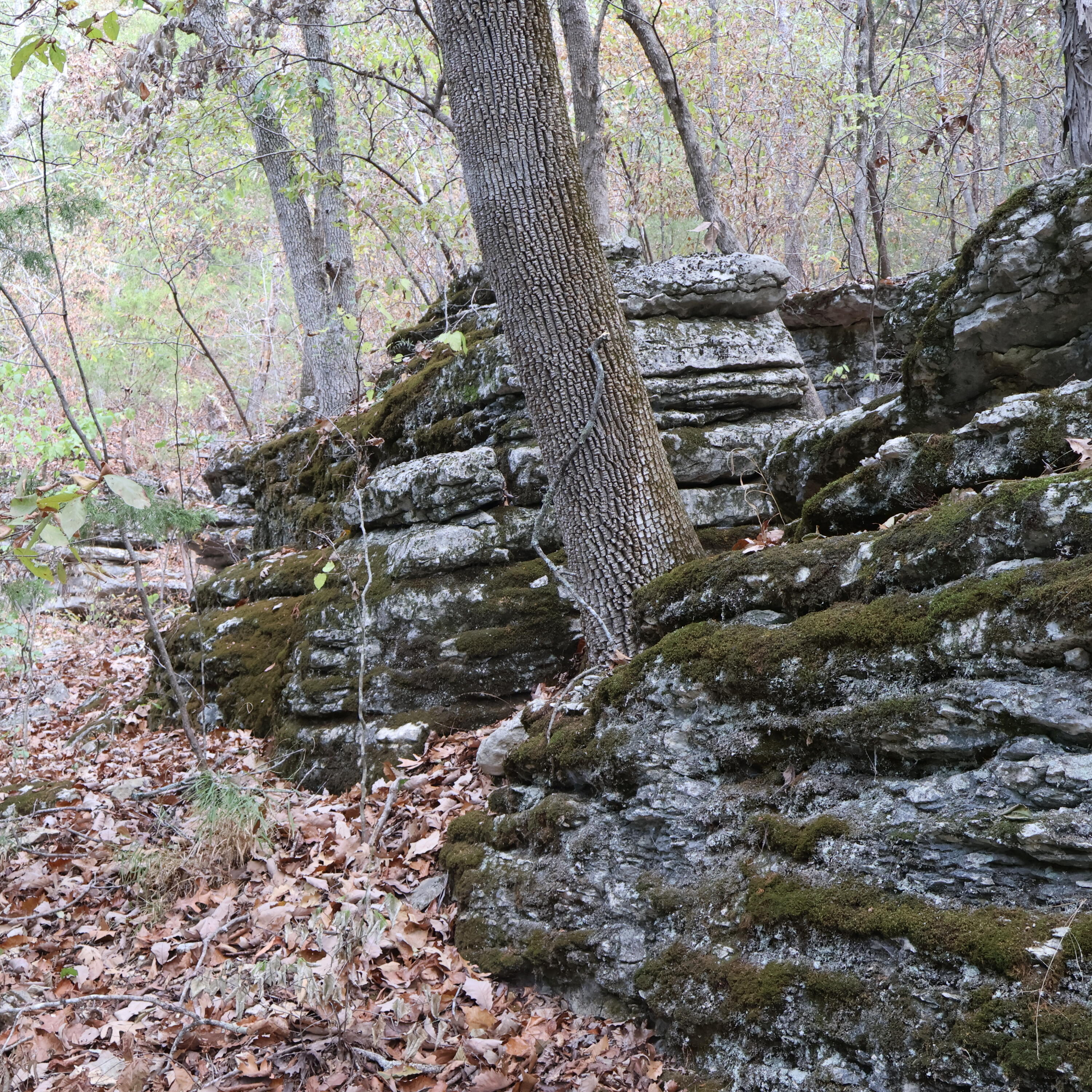 Photo 34 - Land for sale – 0000  Farm Road 1245   Aurora, MO