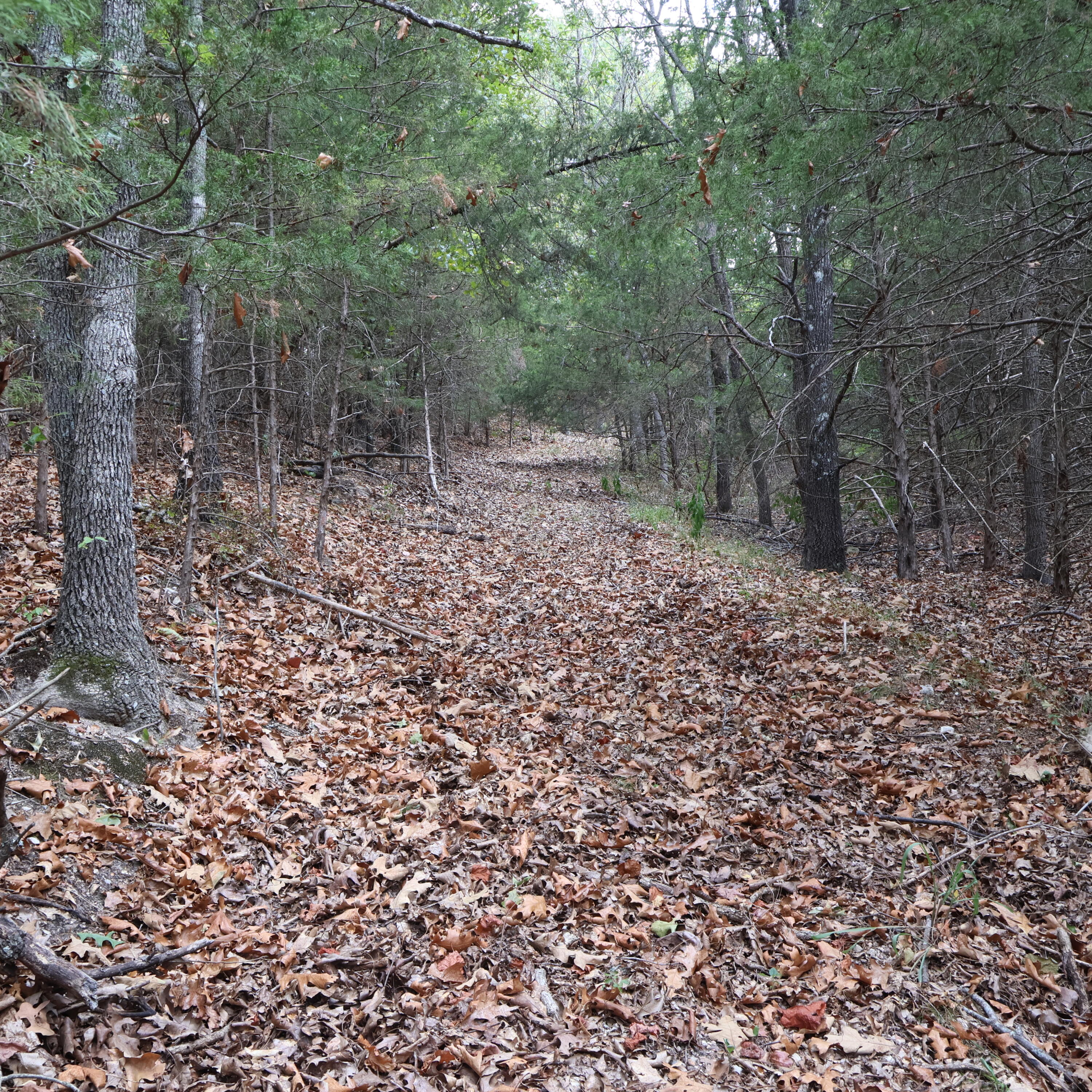 Photo 39 - Land for sale – 0000  Farm Road 1245   Aurora, MO