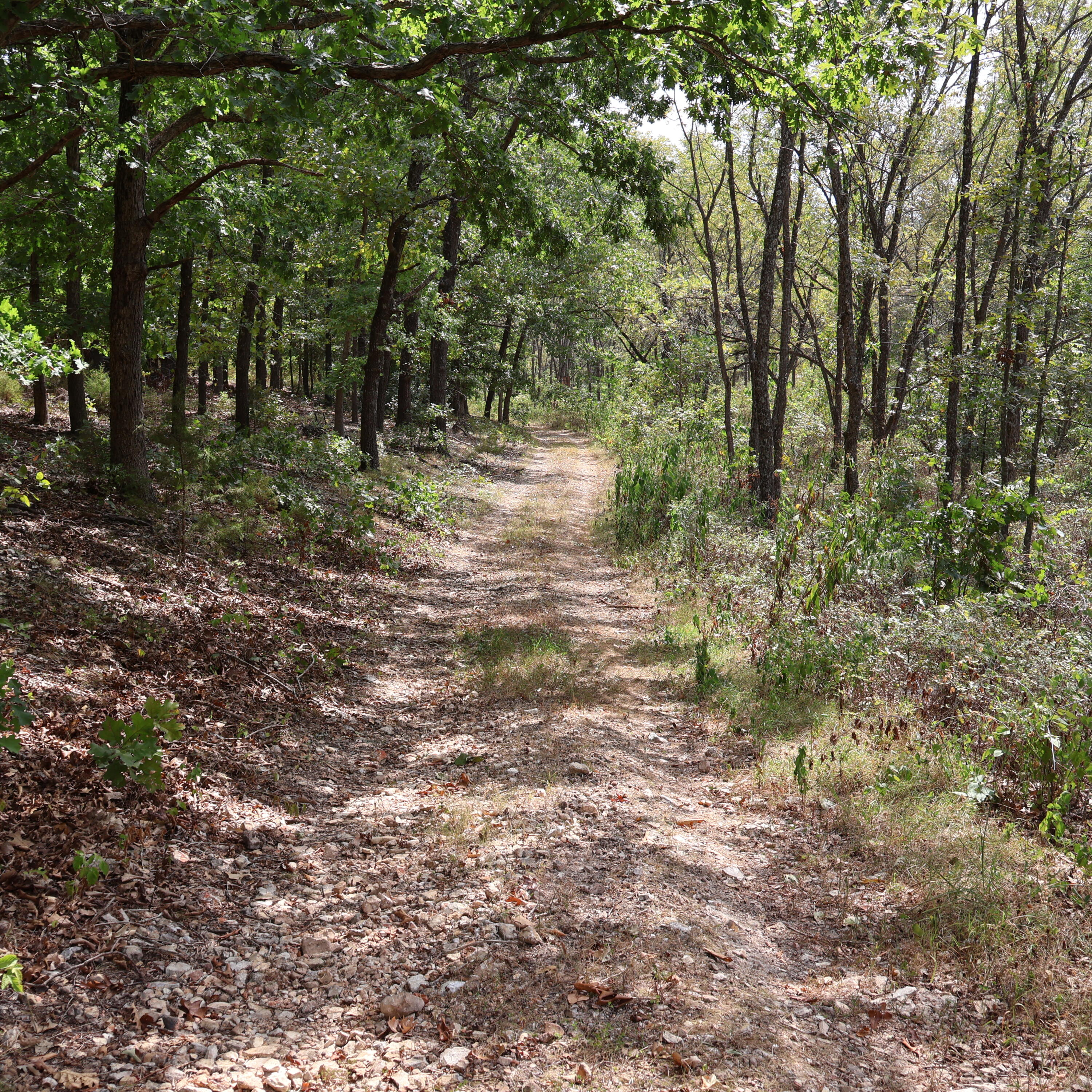 Photo 40 - Land for sale – 0000  Farm Road 1245   Aurora, MO