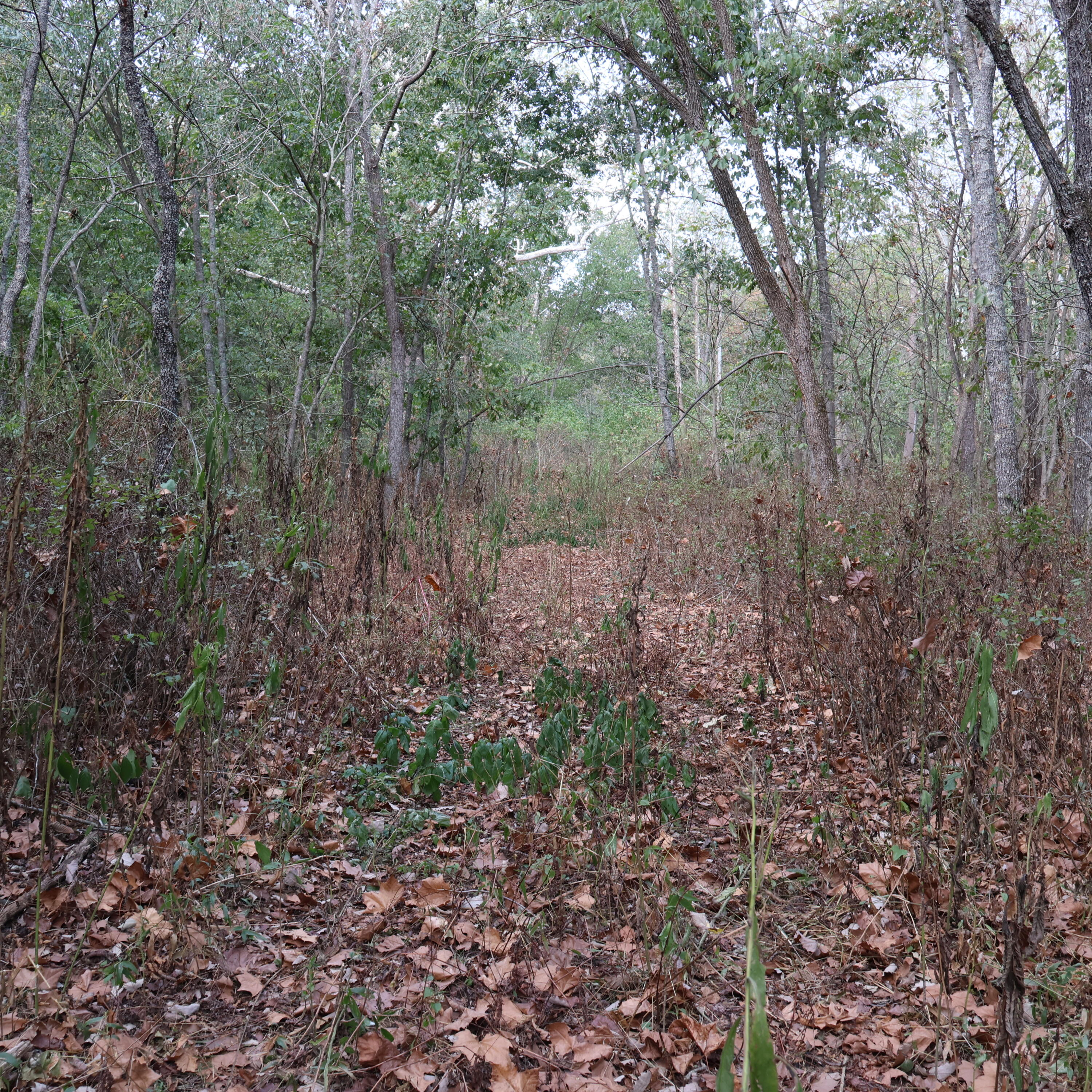 Photo 28 - Land for sale – 0000  Farm Road 1245   Aurora, MO