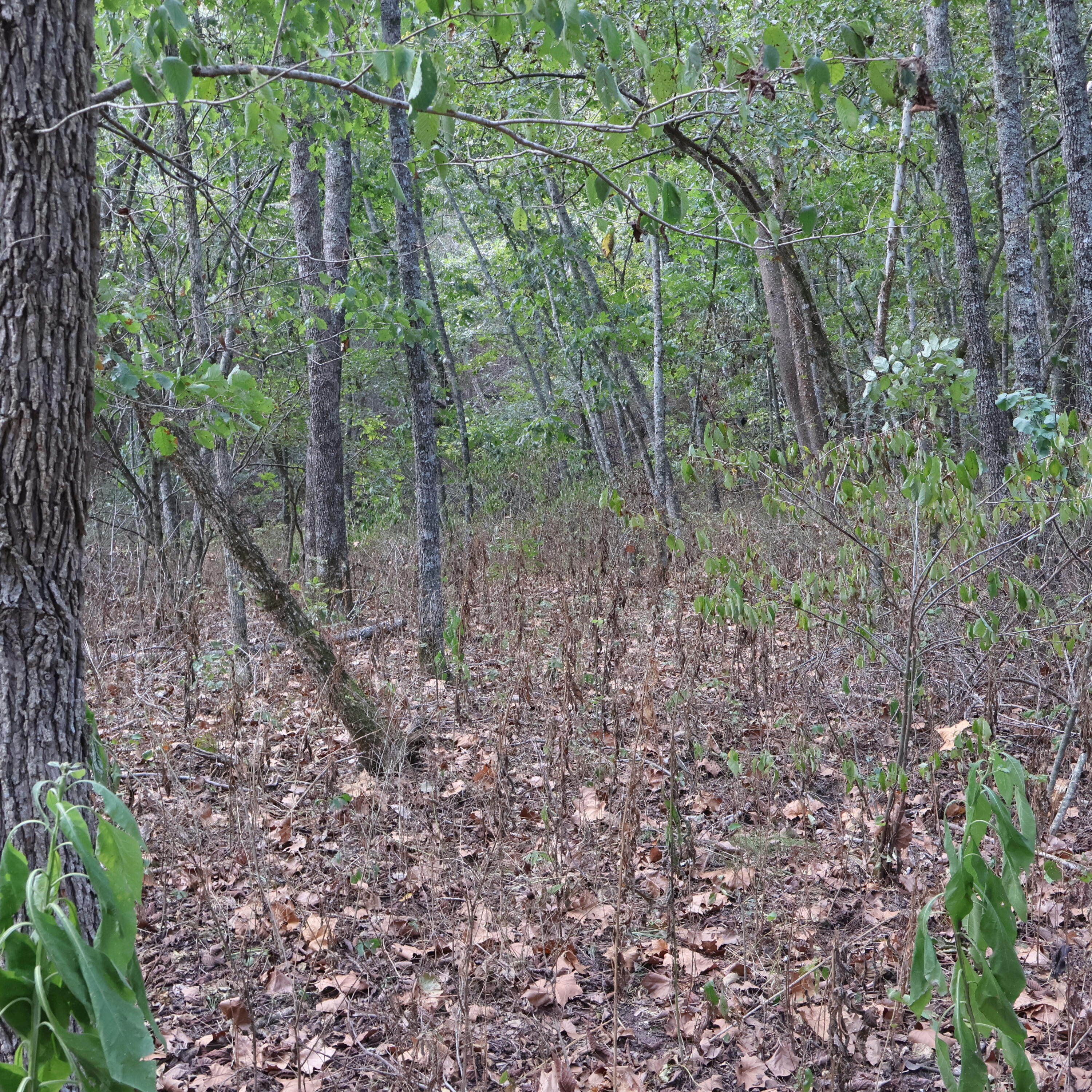 Photo 27 - Land for sale – 0000  Farm Road 1245   Aurora, MO