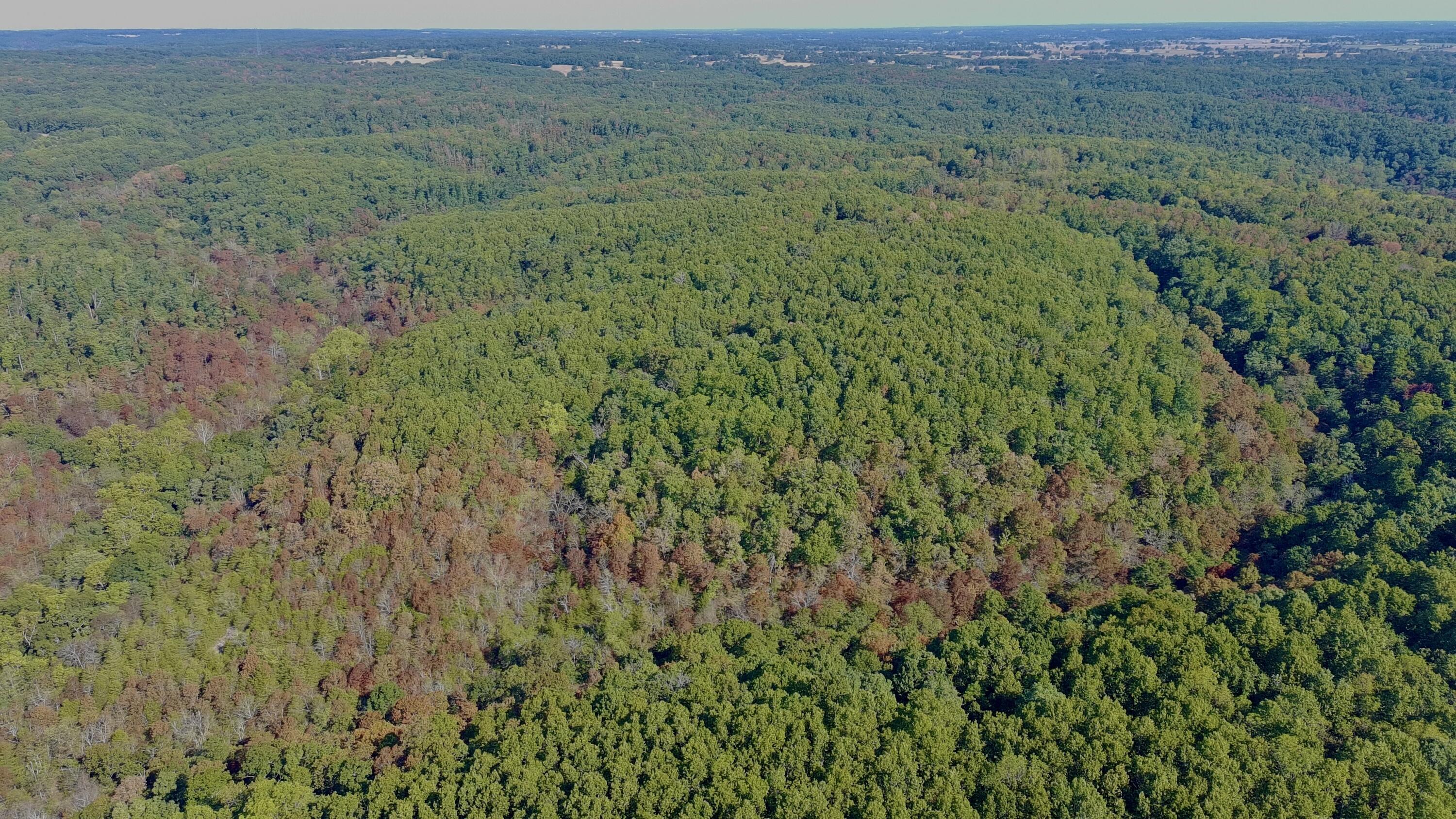 Photo 13 - Land for sale – 0000  Farm Road 1245   Aurora, MO