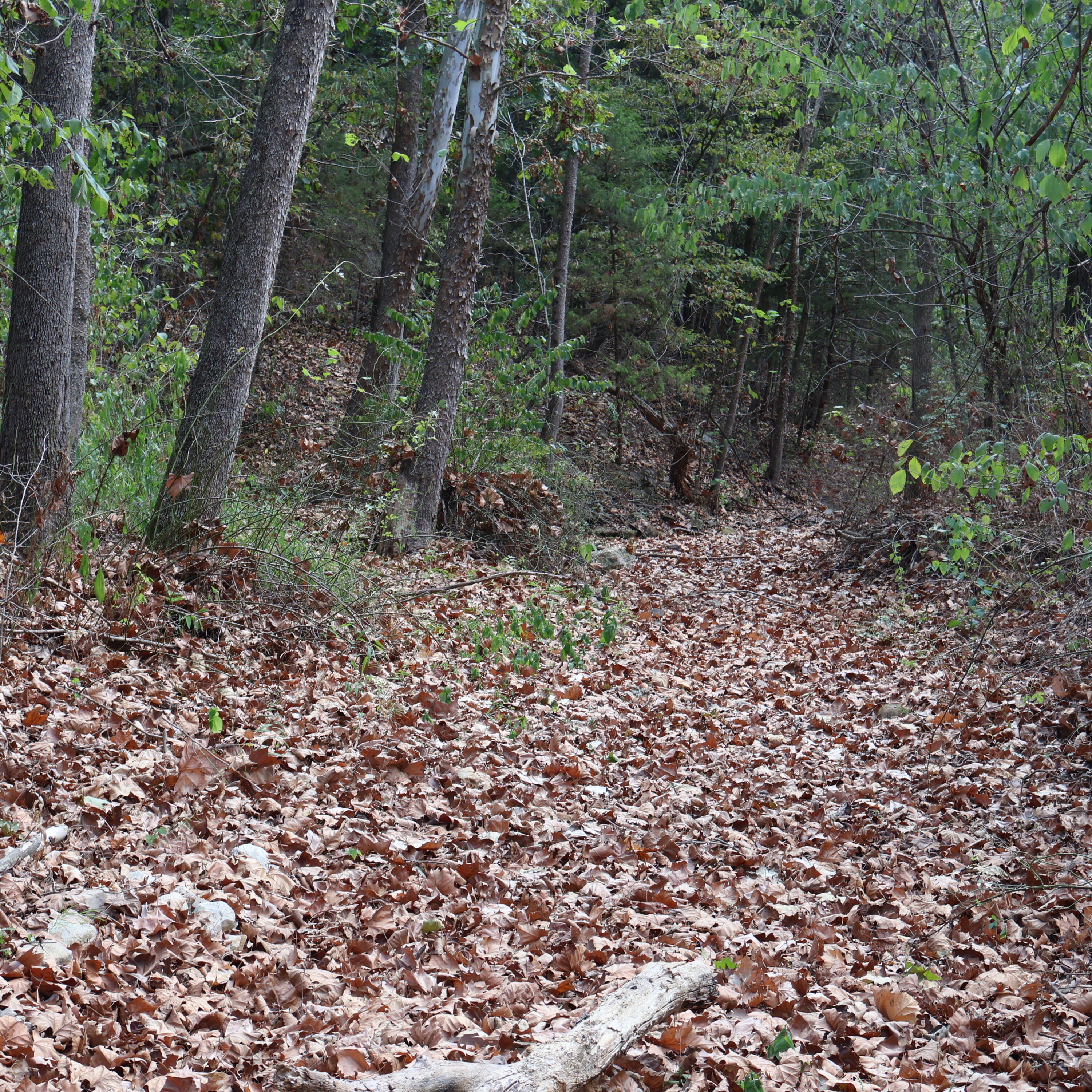 Photo 30 - Land for sale – 0000  Farm Road 1245   Aurora, MO