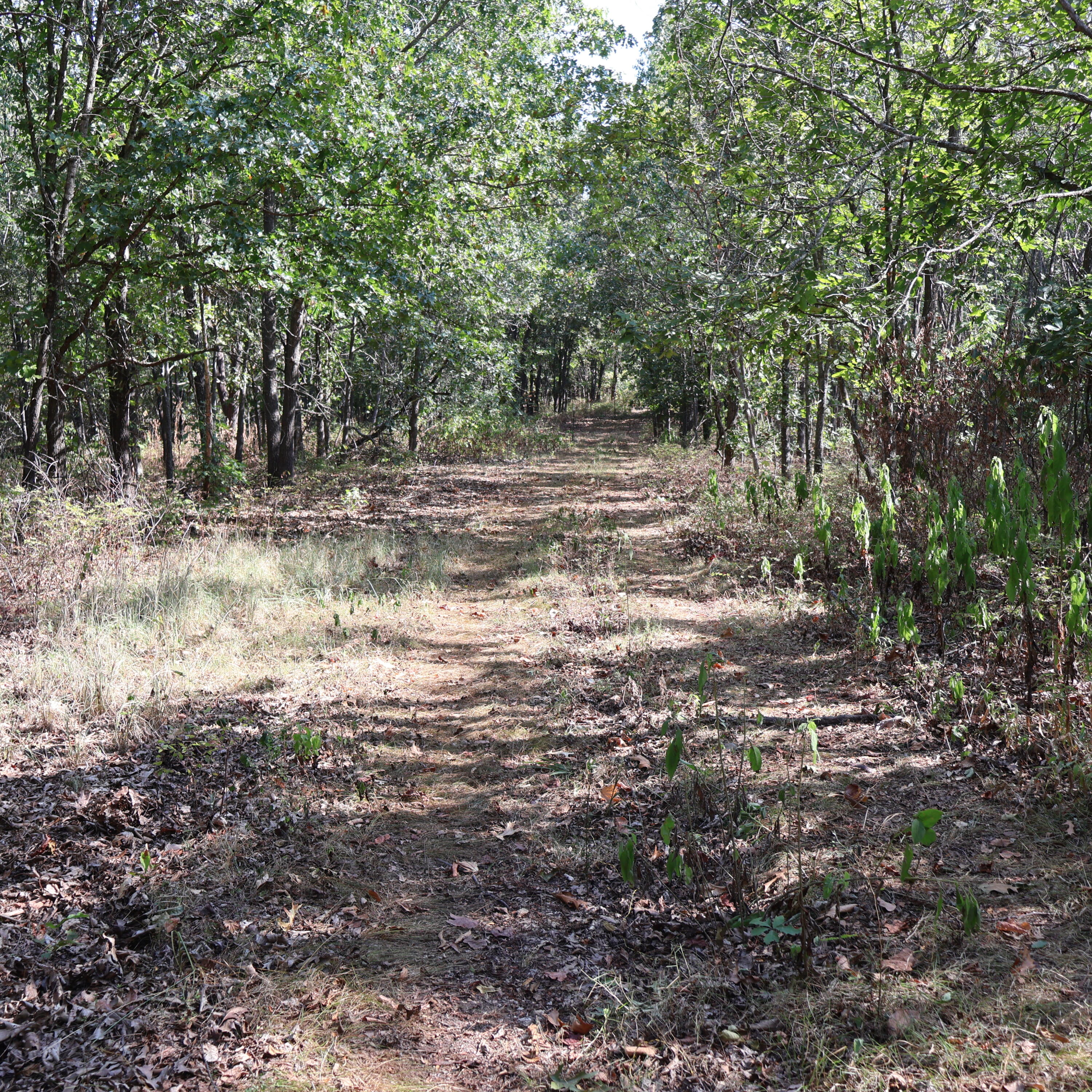 Photo 19 - Land for sale – 0000  Farm Road 1245   Aurora, MO