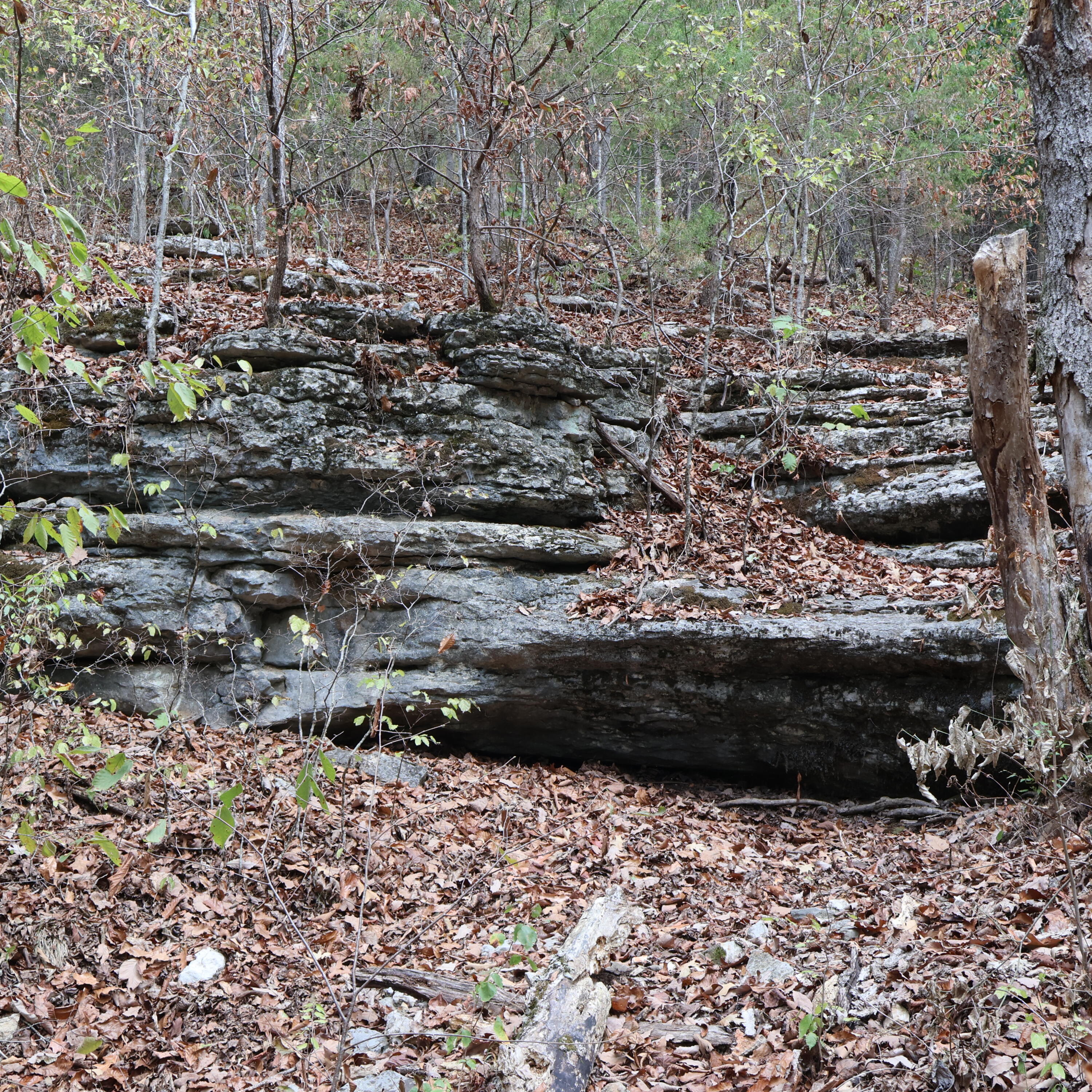 Photo 37 - Land for sale – 0000  Farm Road 1245   Aurora, MO