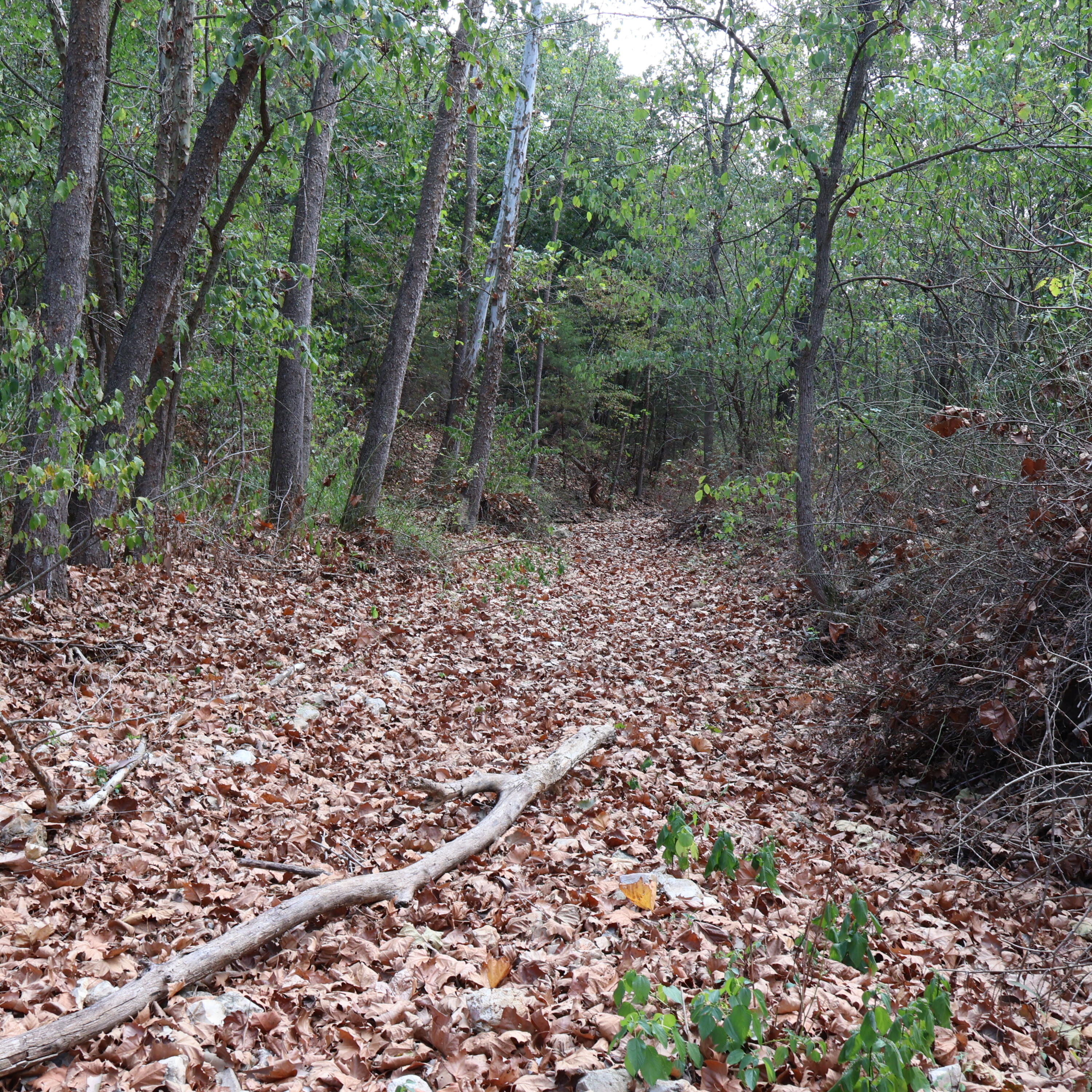 Photo 29 - Land for sale – 0000  Farm Road 1245   Aurora, MO