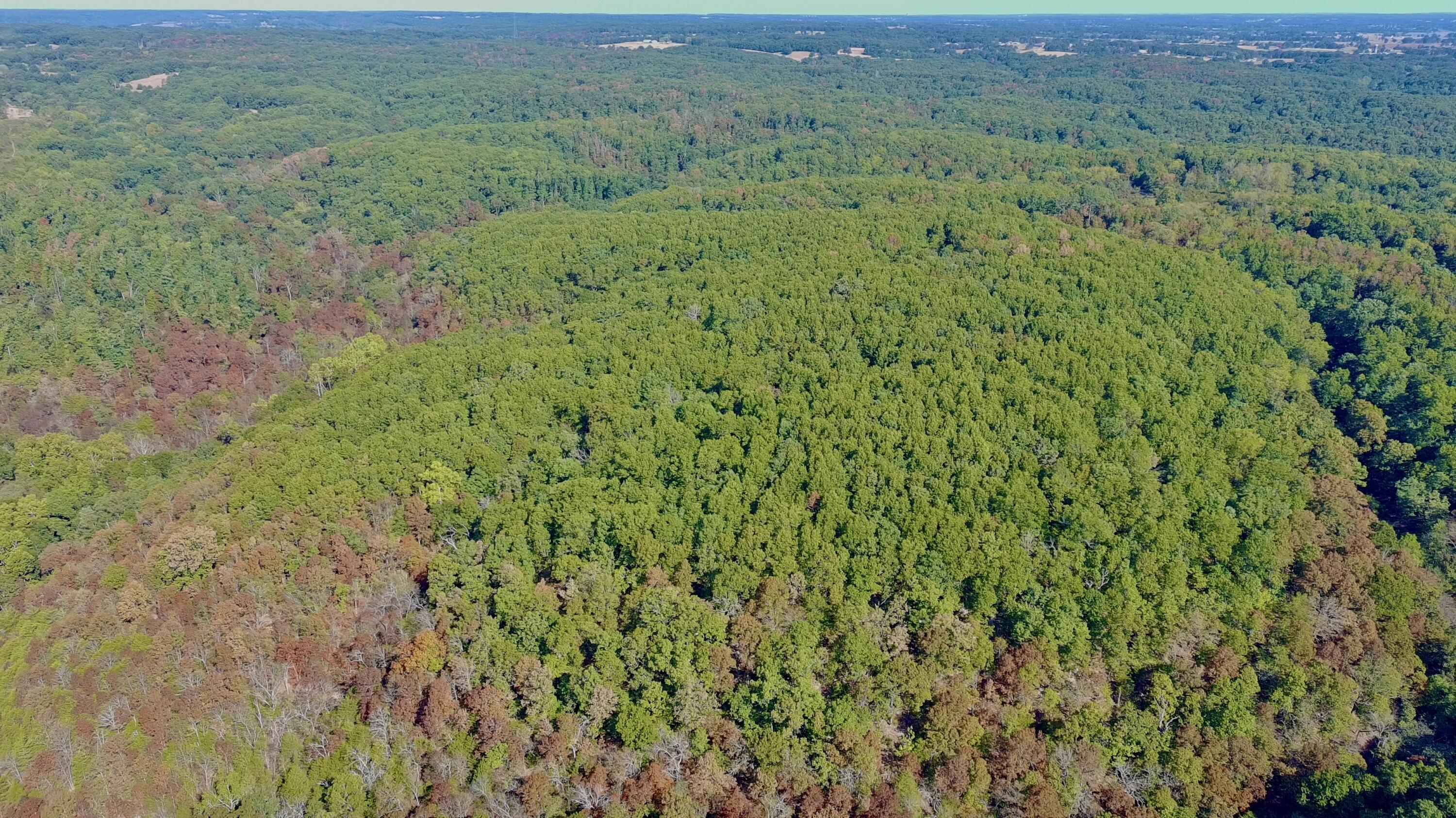 Photo 12 - Land for sale – 0000  Farm Road 1245   Aurora, MO